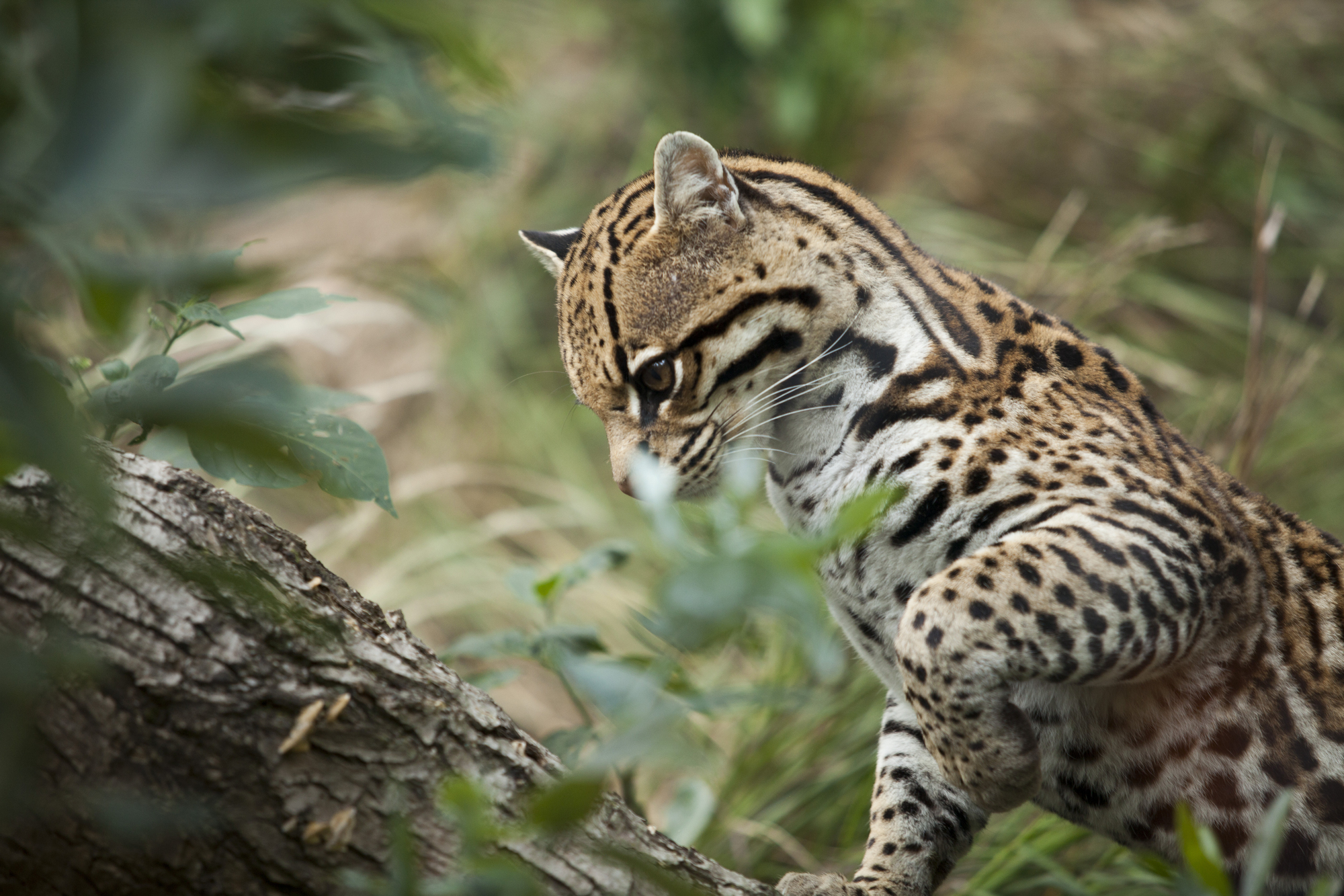 L'ocelot, mystérieux félin des Amériques l ocelot mysterieux felin des ameriques 6 l-ocelot-mysterieux-felin-des-ameriques-6