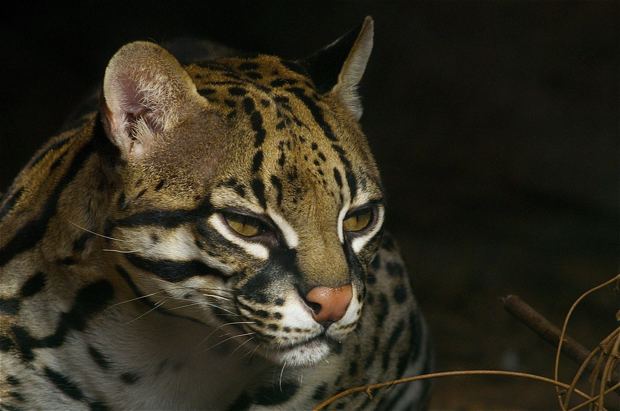 L'ocelot, mystérieux félin des Amériques l ocelot mysterieux felin des ameriques 9 l-ocelot-mysterieux-felin-des-ameriques-9