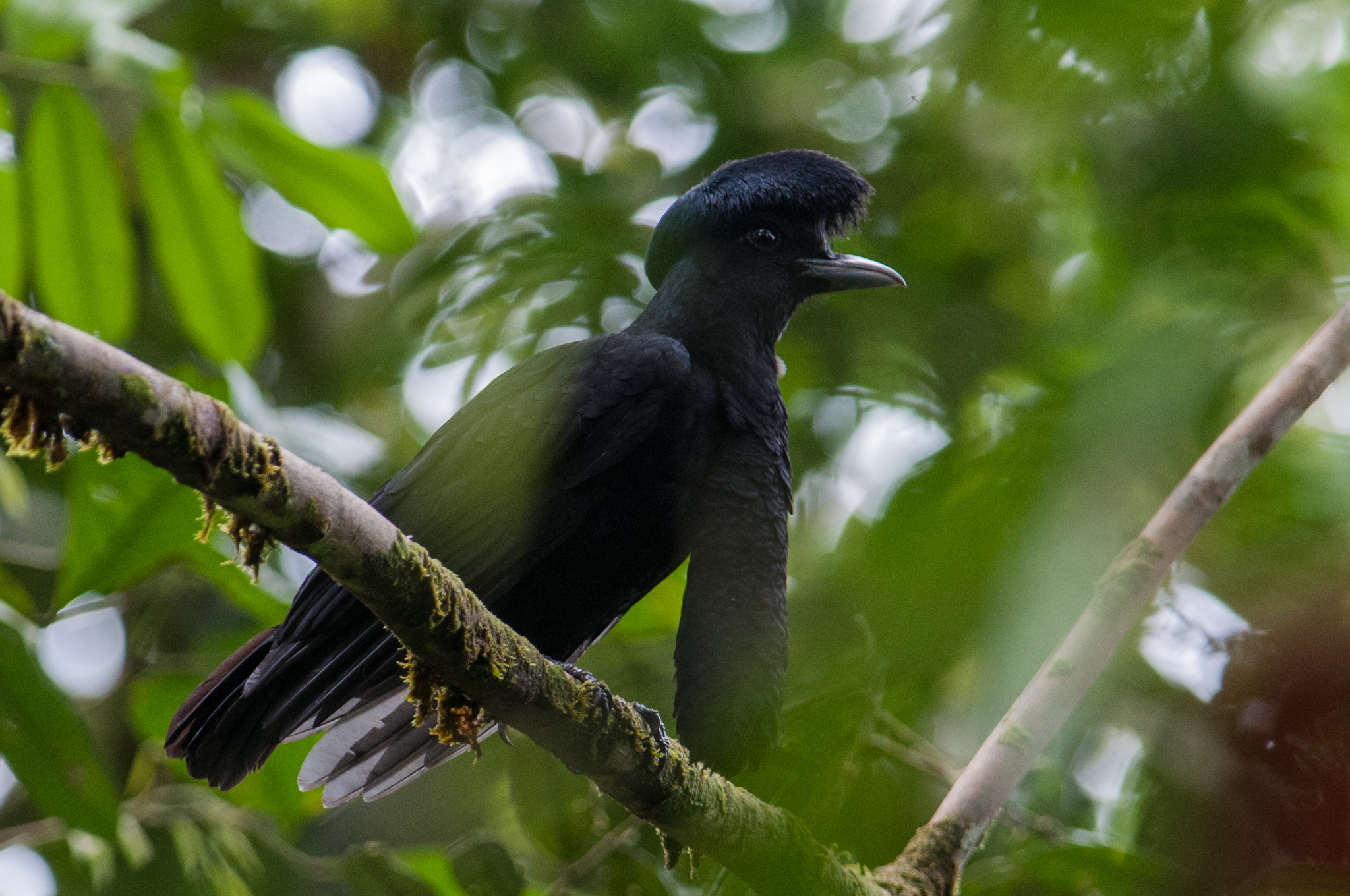 La Coracine casquée, un oiseau à longue barbe la coracine casquee un oiseau a longue barbe 1 lLa Coracine casquée, un oiseau à longue barbe 1