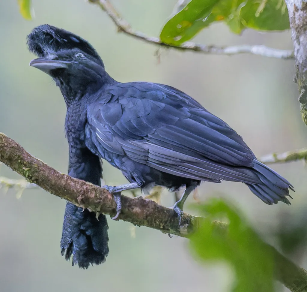 La Coracine casquée, un oiseau à longue barbe la coracine casquee un oiseau a longue barbe 2 lLa Coracine casquée, un oiseau à longue barbe 2