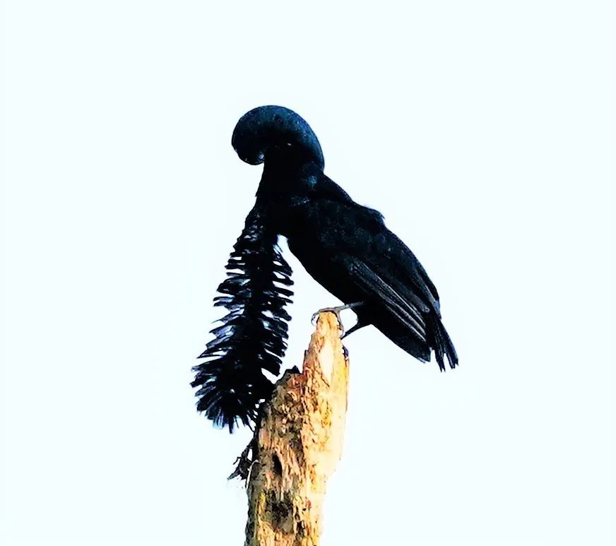 La Coracine casquée, un oiseau à longue barbe la coracine casquee un oiseau a longue barbe 3 La Coracine casquée, un oiseau à longue barbe 3