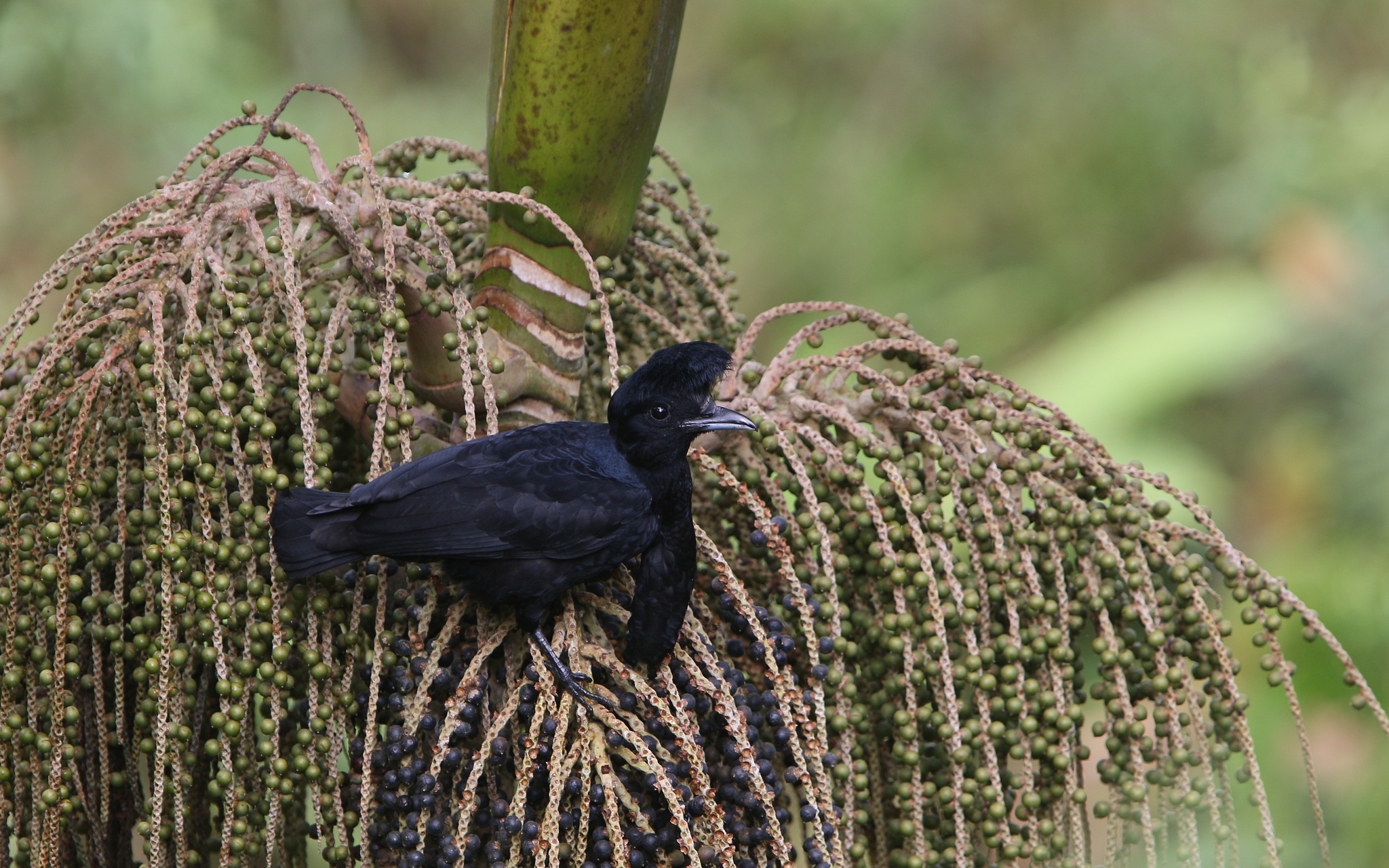 la coracine casquee un oiseau a longue barbe 4 la coracine casquee un oiseau a longue barbe 4