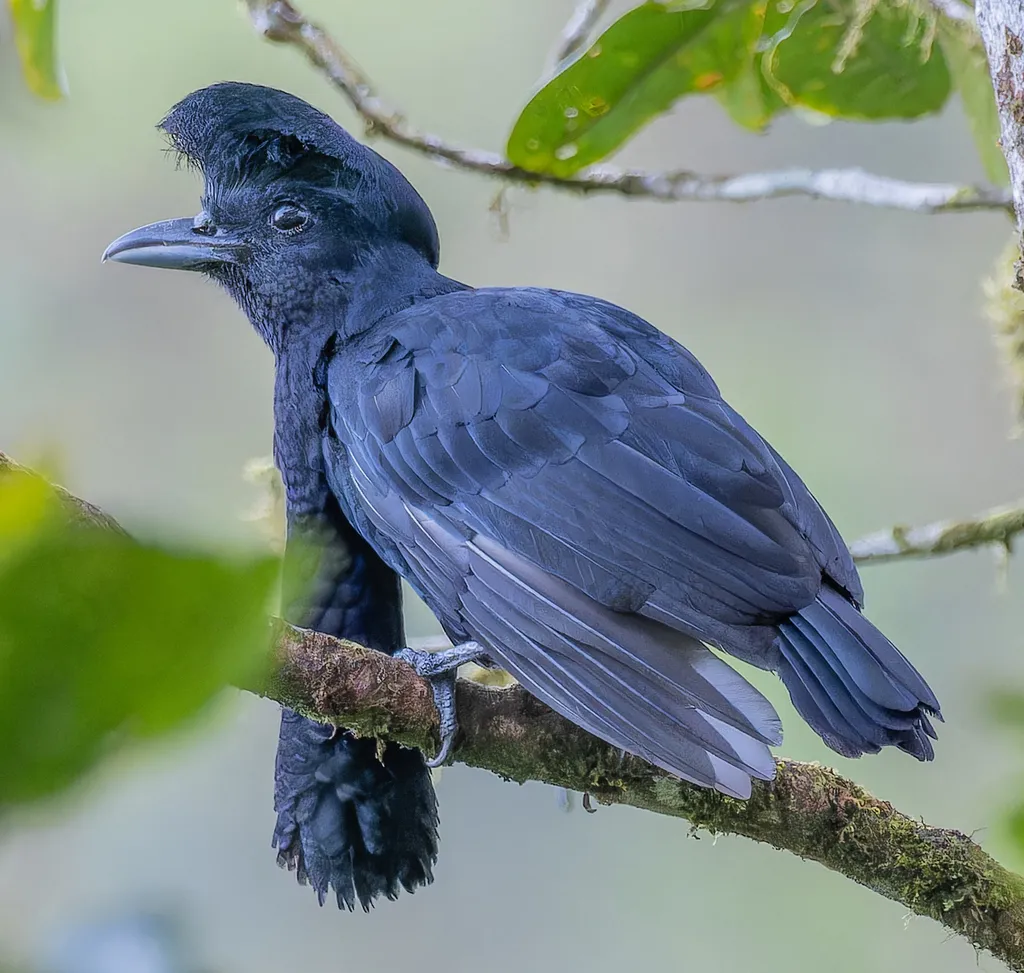 La Coracine casquée, un oiseau à longue barbe la coracine casquee un oiseau a longue barbe 4 La Coracine casquée, un oiseau à longue barbe 4