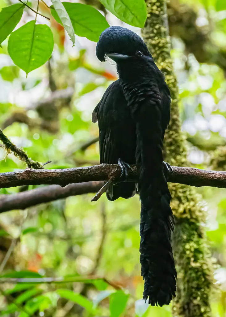 La Coracine casquée, un oiseau à longue barbe la coracine casquee un oiseau a longue barbe 5 La Coracine casquée, un oiseau à longue barbe 5