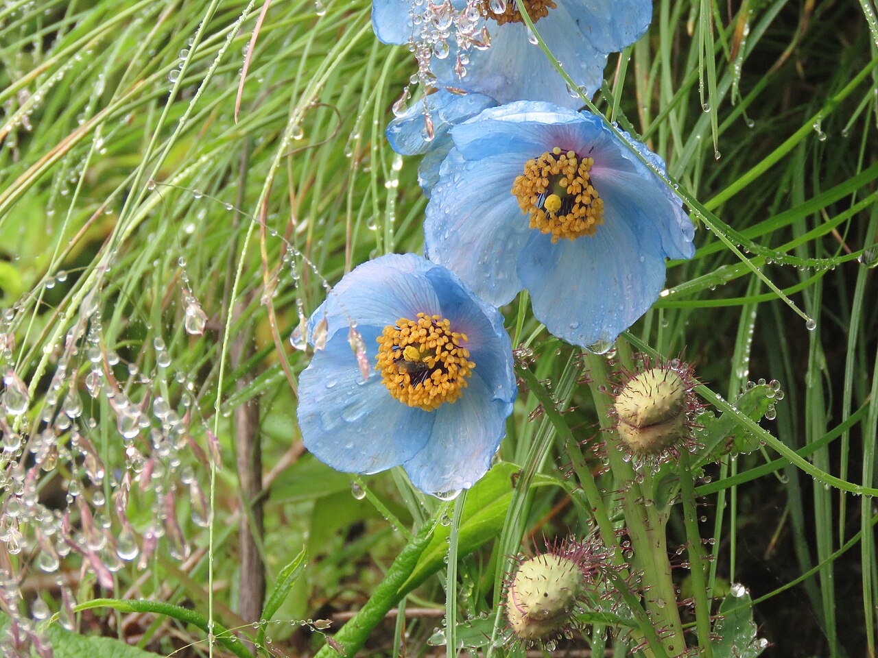 Le capricieux mais charmant coquelicot bleu de l'Himalaya le capricieux mais charmant coquelicot bleu de lhimalaya 1 1 le-capricieux-mais-charmant-coquelicot-bleu-de-lhimalaya-1-1
