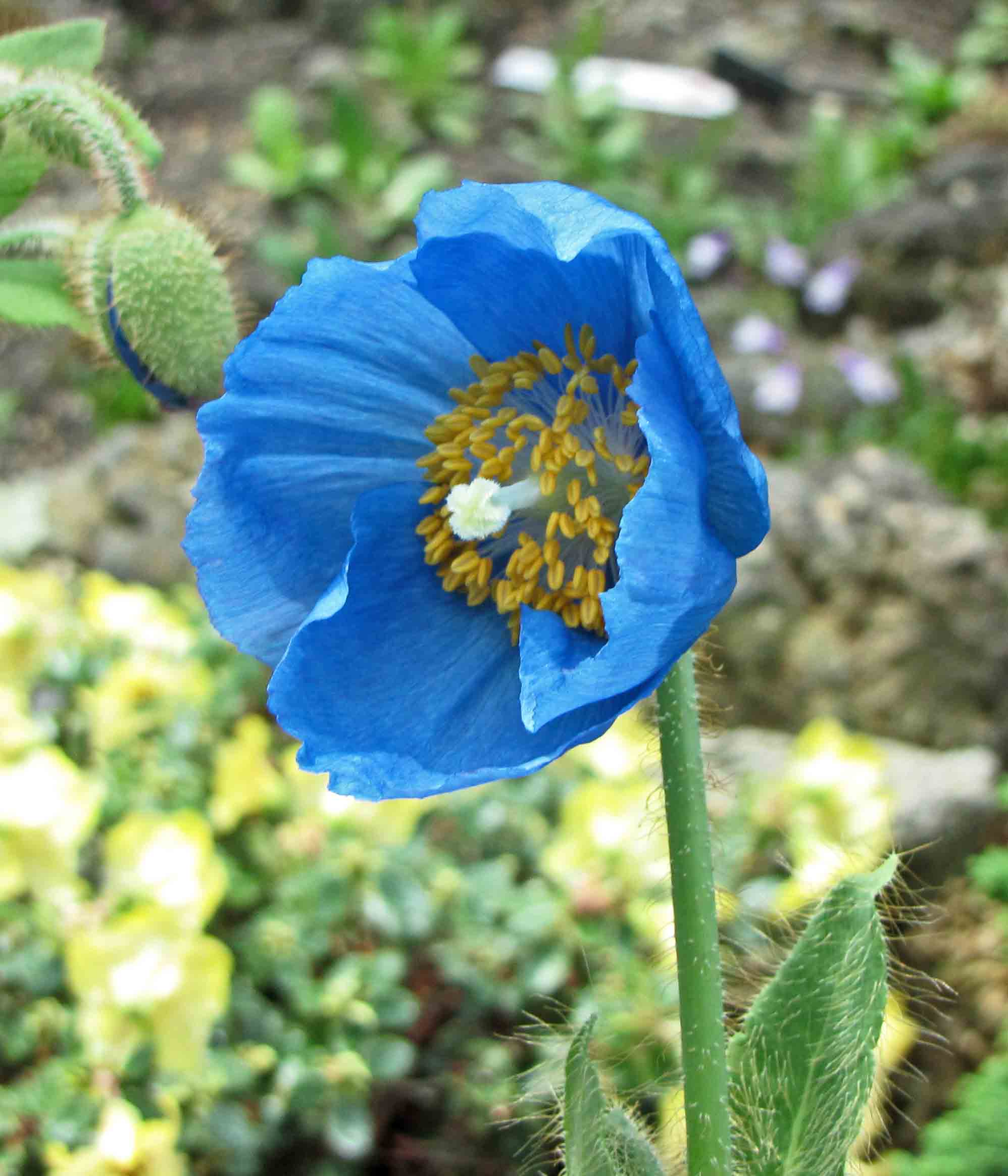 Le capricieux mais charmant coquelicot bleu de l'Himalaya le capricieux mais charmant coquelicot bleu de lhimalaya 1 le-capricieux-mais-charmant-coquelicot-bleu-de-lhimalaya-1