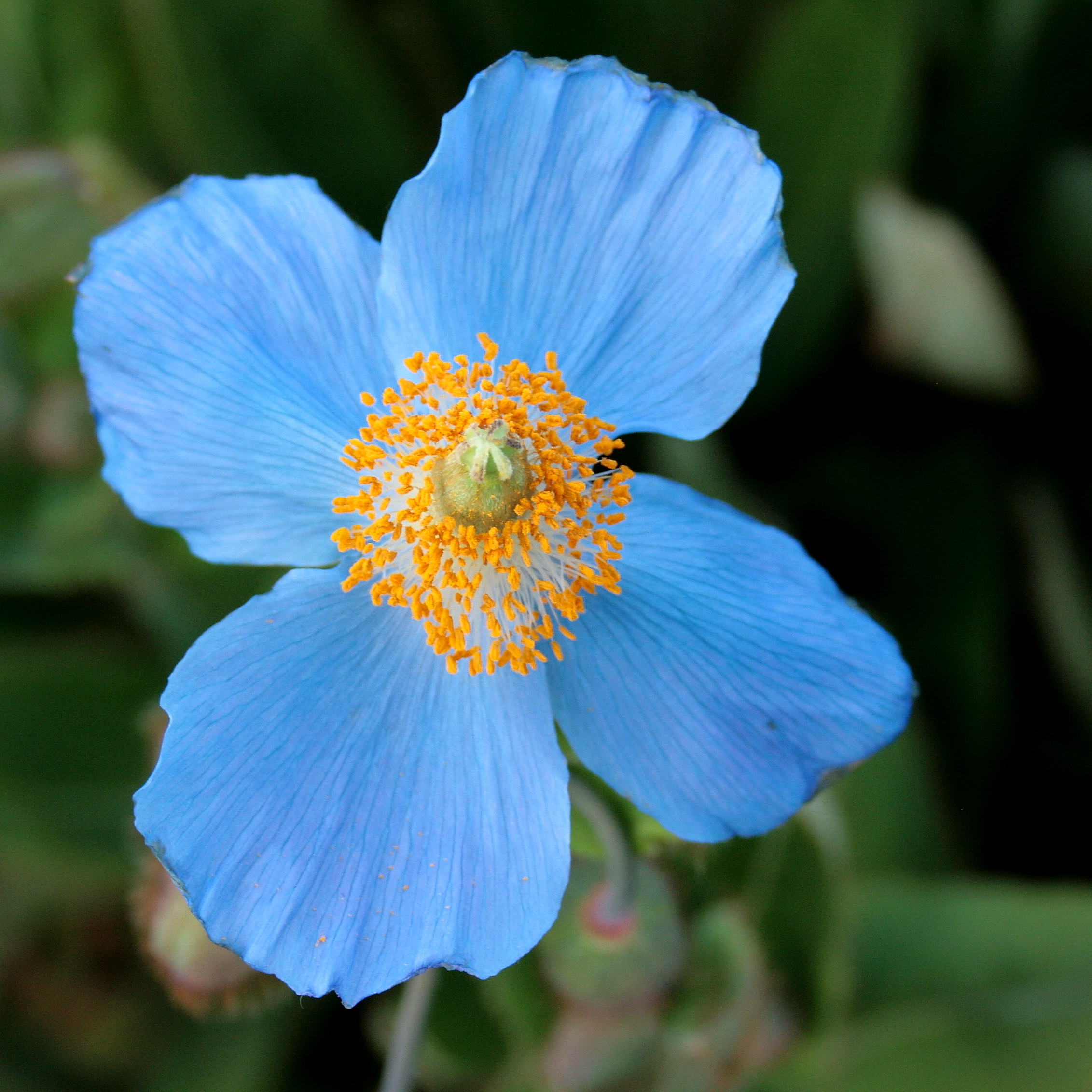 Le capricieux mais charmant coquelicot bleu de l'Himalaya le capricieux mais charmant coquelicot bleu de lhimalaya 2 le-capricieux-mais-charmant-coquelicot-bleu-de-lhimalaya-2