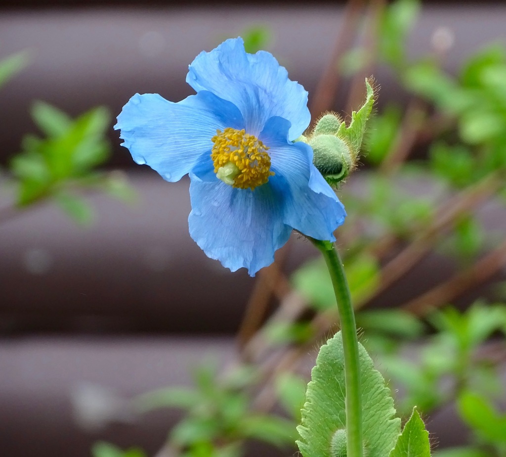 Le capricieux mais charmant coquelicot bleu de l'Himalaya le capricieux mais charmant coquelicot bleu de lhimalaya 4 le-capricieux-mais-charmant-coquelicot-bleu-de-lhimalaya-4.