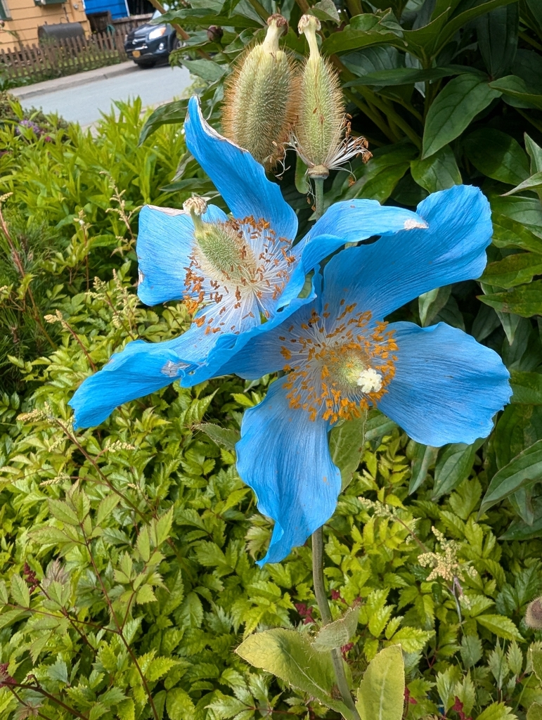 Le capricieux mais charmant coquelicot bleu de l'Himalaya le capricieux mais charmant coquelicot bleu de lhimalaya 6 le-capricieux-mais-charmant-coquelicot-bleu-de-lhimalaya-6