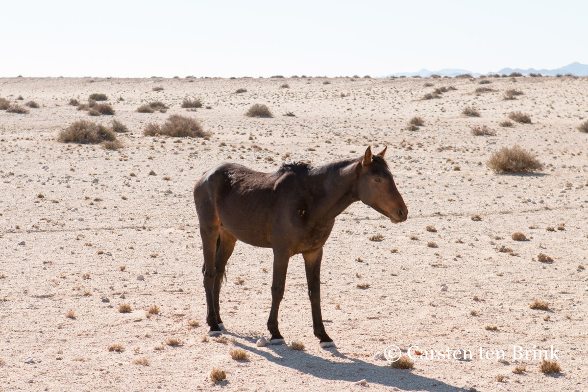 Le château de Duwisib : un bijou médiéval romantique au cœur du désert namibien le chateau de duwisib desert namibien 5 le-chateau-de-duwisib-desert-namibien-5
