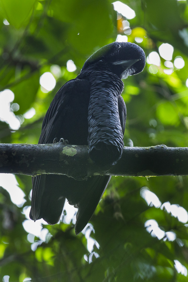 Long-wattled Umbrellabird ou Coracine casquée sauvage en Équateur Long-wattled Umbrellabird ou Coracine casquée sauvage en Équateur