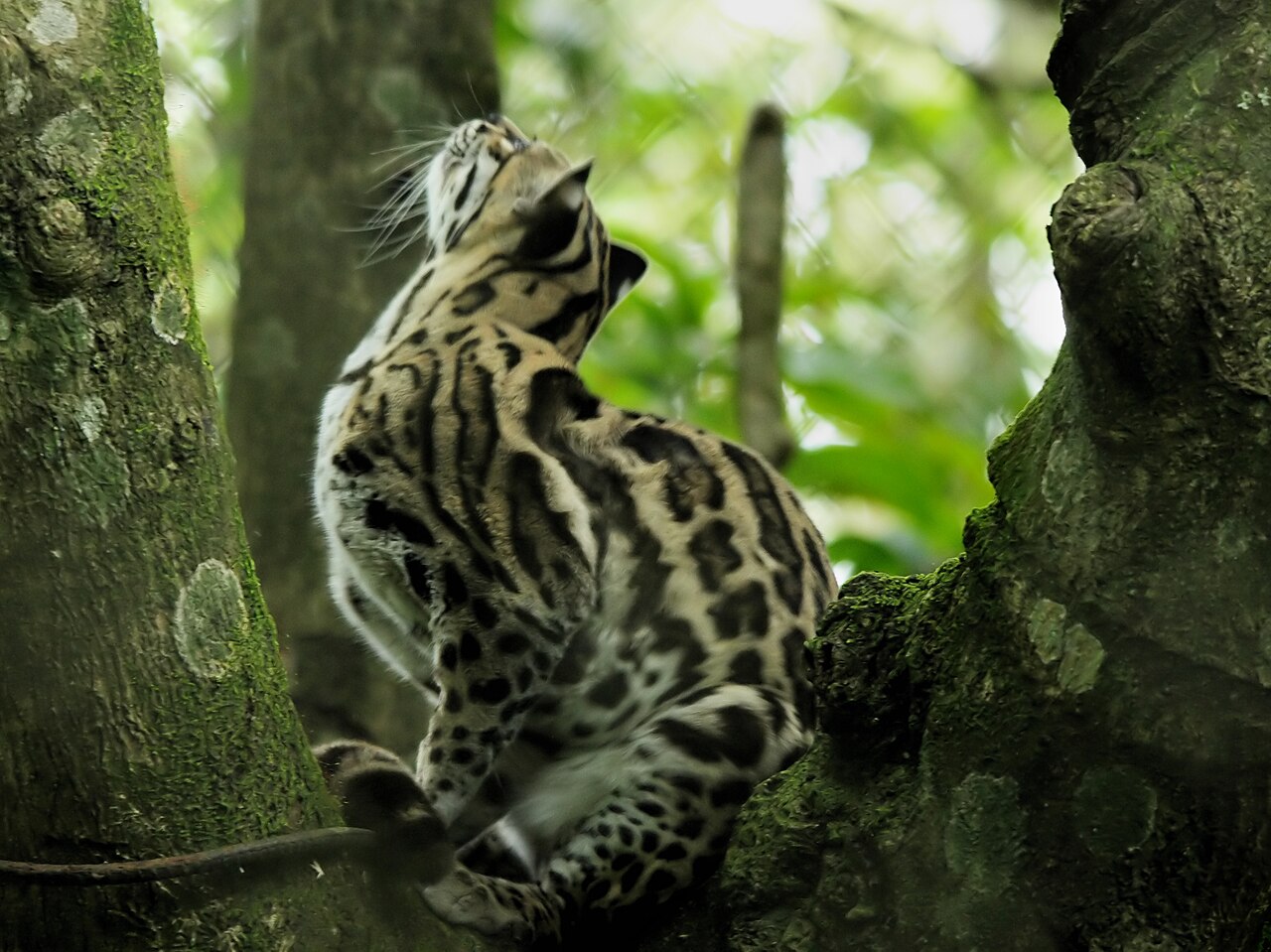 Ocelot Leopardus pardalis photographié au Costa Rica Ocelot Leopardus pardalis photographié au Costa Rica