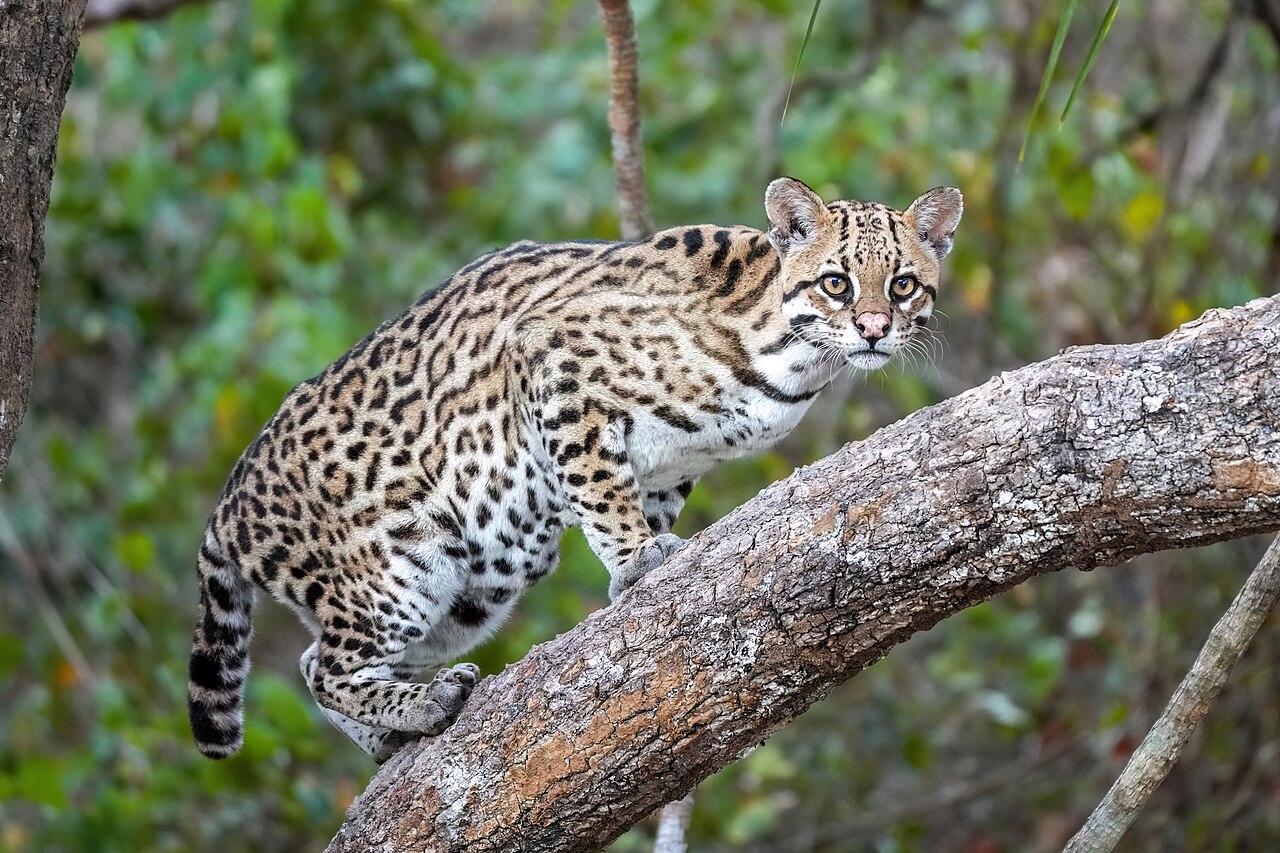 Ocelot Leopardus pardalis, félin tacheté des Amériques ressemblant à un petit jaguar Ocelot Leopardus pardalis, félin tacheté des Amériques ressemblant à un petit jaguar