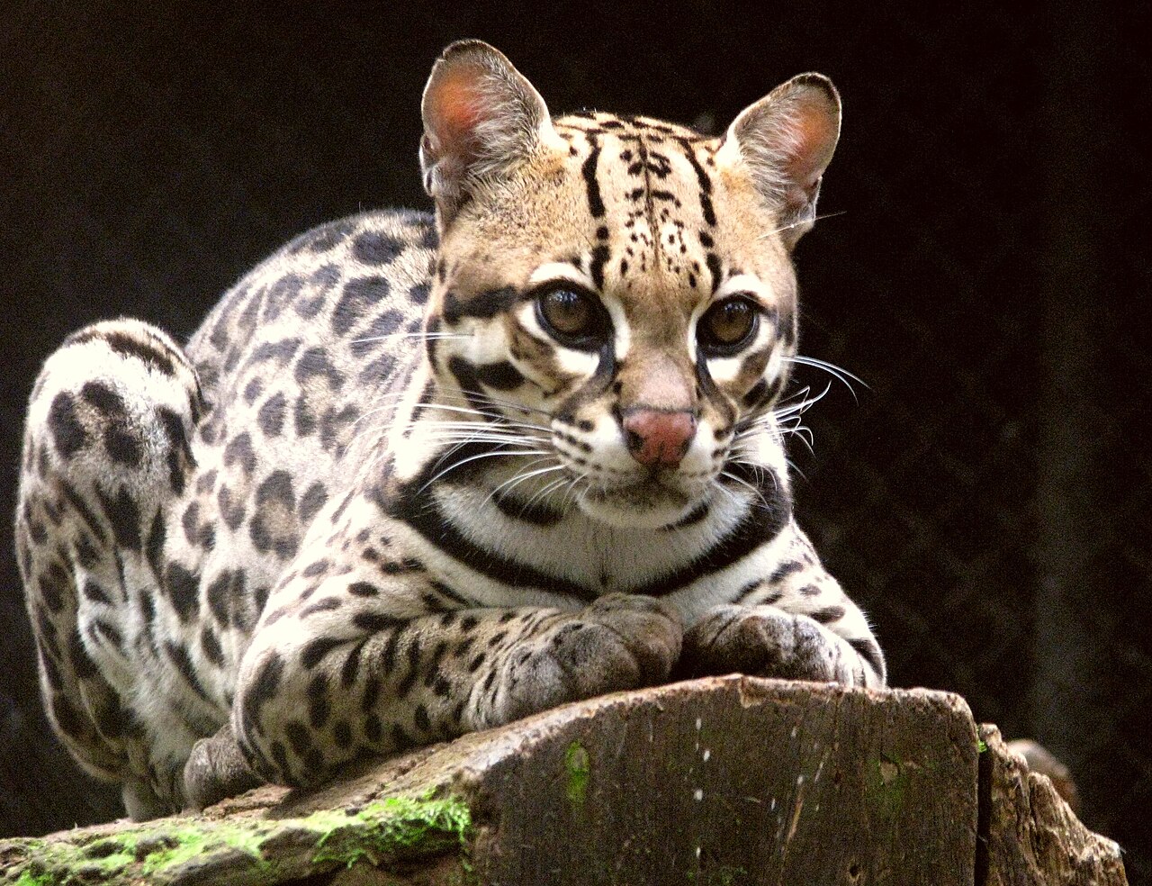 Pelage de l'ocelot avec ses rosettes et taches noires caractéristiques Pelage de l'ocelot avec ses rosettes et taches noires caractéristiques