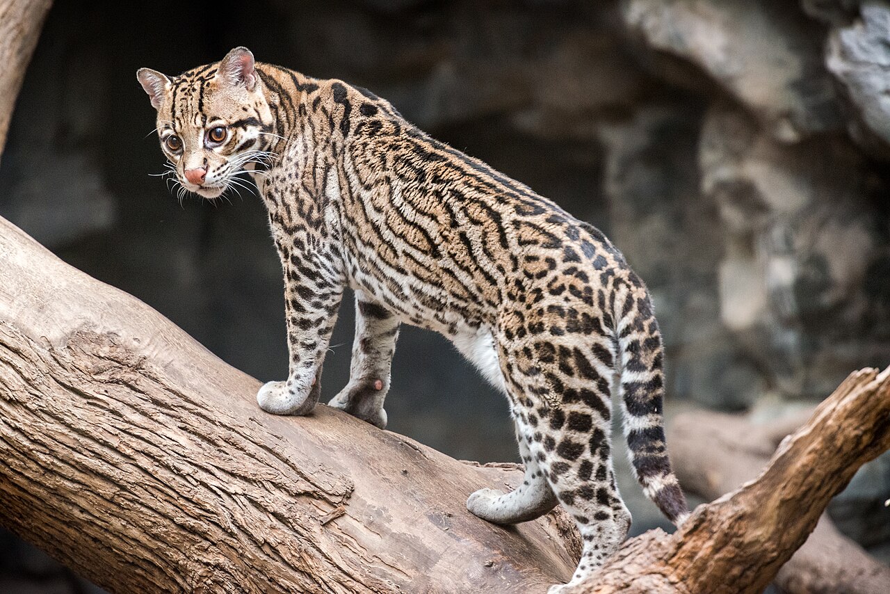 Ocelot adulte debout montrant sa taille, ses pattes et sa longue queue Ocelot adulte debout montrant sa taille, ses pattes et sa longue queue