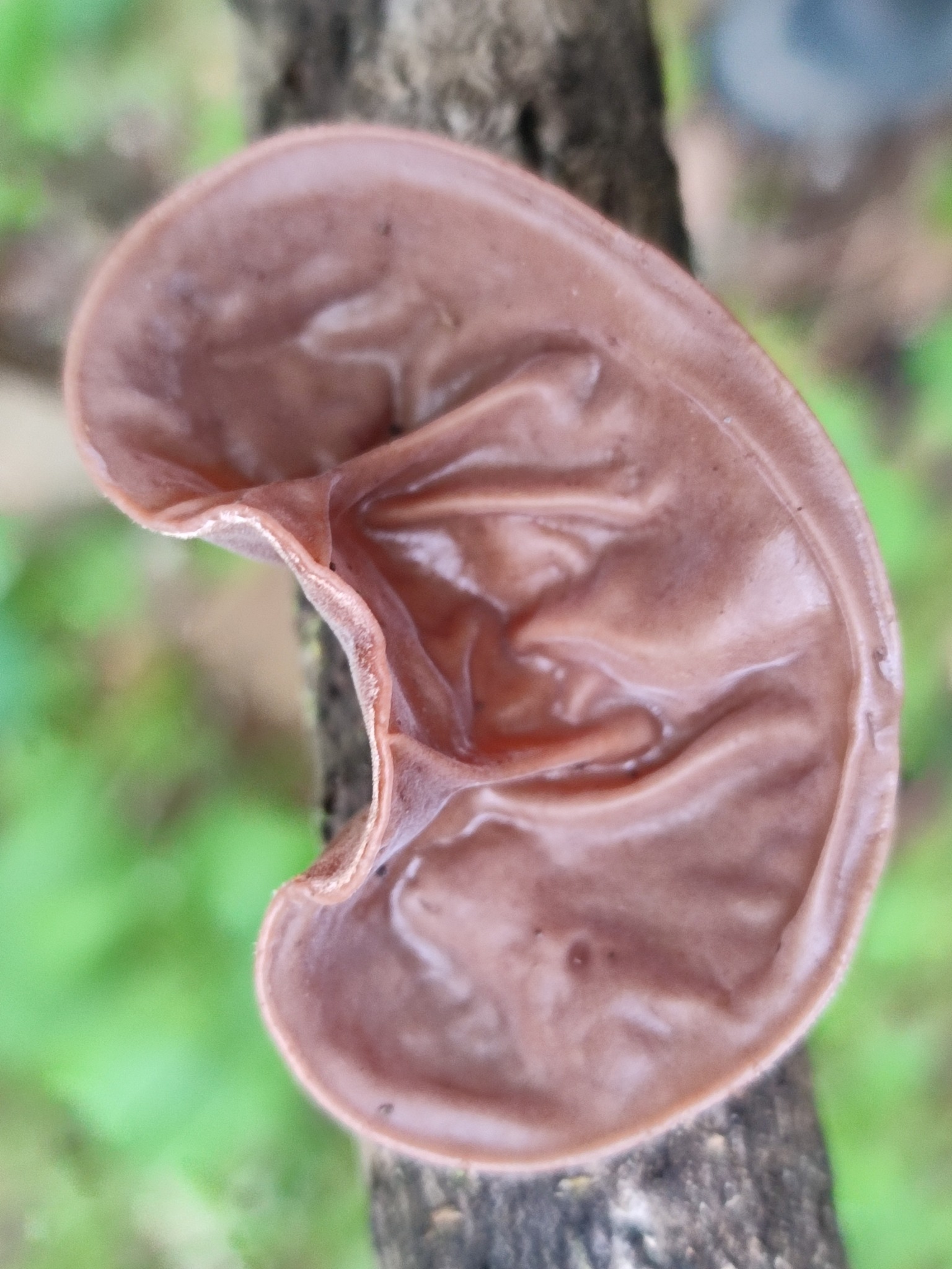 L'Oreille-de-Judas, un champignon en forme d'oreille comestible oreille de judas un champignon en forme d oreille comestible 1 oreille-de-judas-un-champignon-en-forme-d-oreille-comestible-1