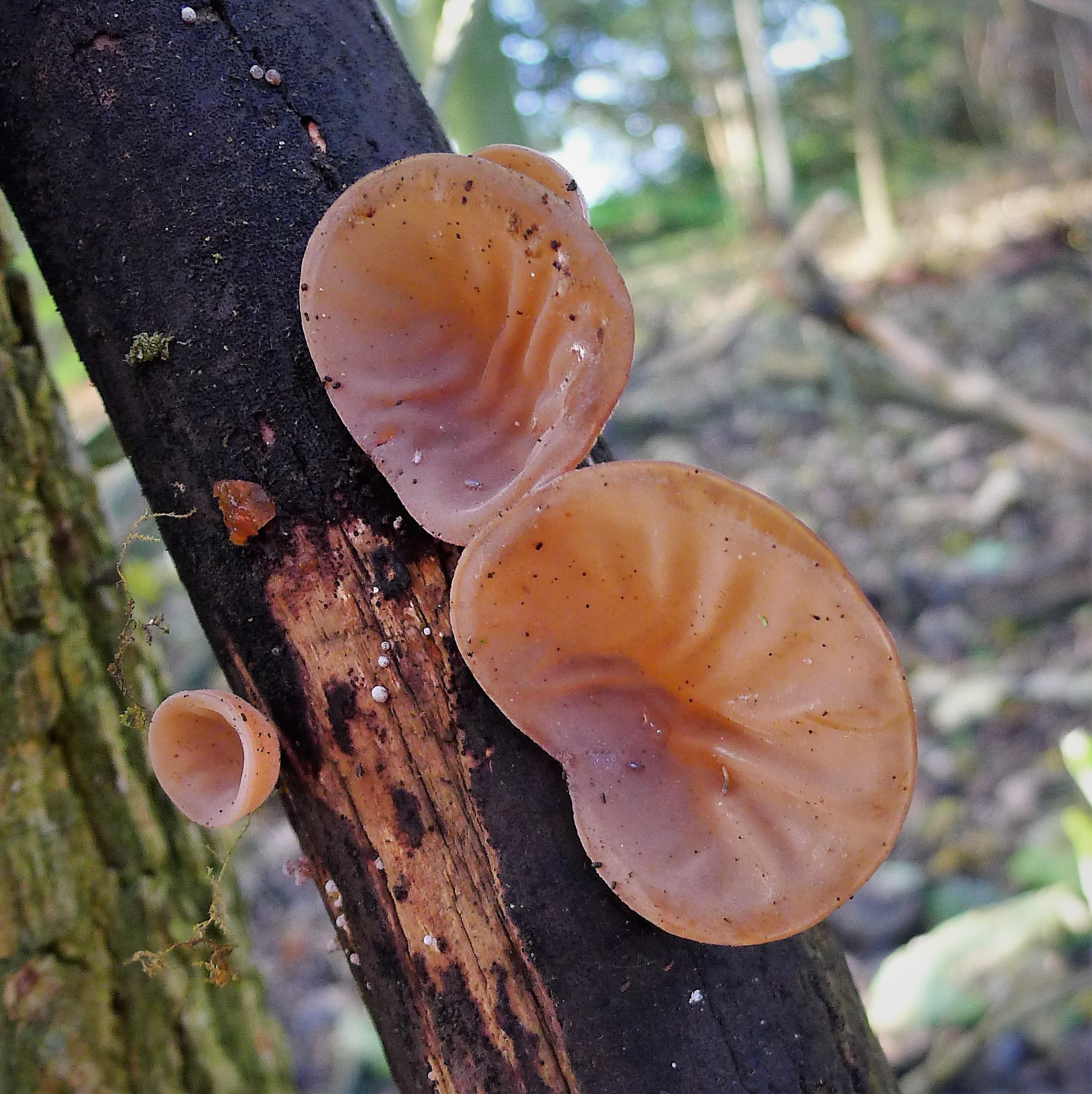 L'Oreille-de-Judas, un champignon en forme d'oreille comestible oreille de judas un champignon en forme d oreille comestible 2 oreille-de-judas-un-champignon-en-forme-d-oreille-comestible-2