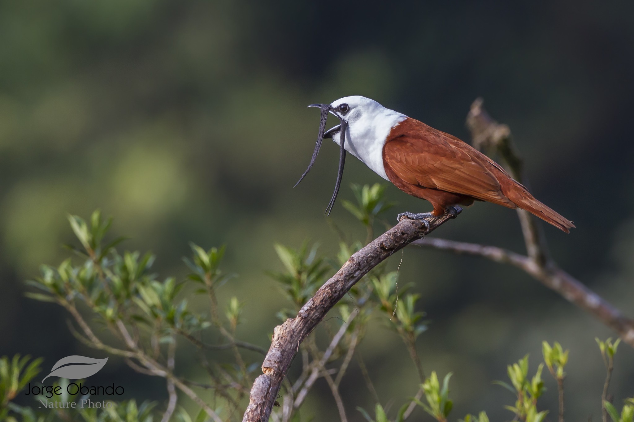 Araponga tricaronculé : l’oiseau à la cloche sonore et aux drôles de caroncules araponga tricaroncule loiseau a la cloche sonore et aux droles de caroncules 1 araponga-tricaroncule-loiseau-a-la-cloche-sonore-et-aux-droles-de-caroncules-1.