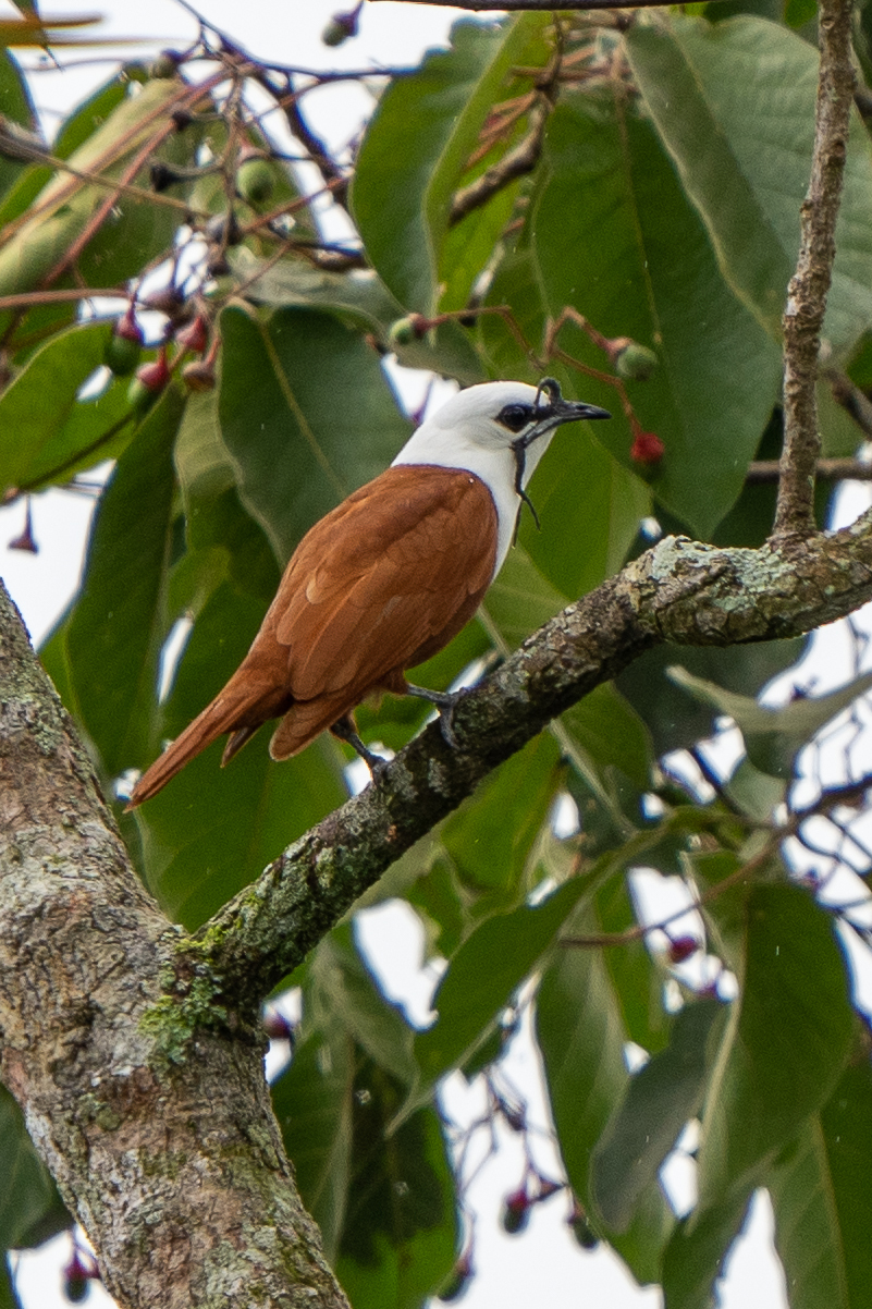 araponga tricaroncule loiseau a la cloche sonore et aux droles de caroncules 3 Araponga tricaronculé mâle montrant ses trois longues caroncules autour du bec