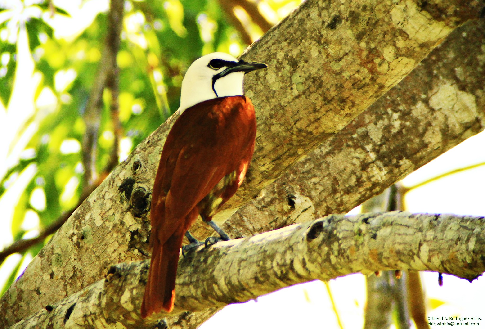 Araponga tricaronculé : l’oiseau à la cloche sonore et aux drôles de caroncules araponga tricaroncule loiseau a la cloche sonore et aux droles de caroncules 3 araponga-tricaroncule-loiseau-a-la-cloche-sonore-et-aux-droles-de-caroncules-3