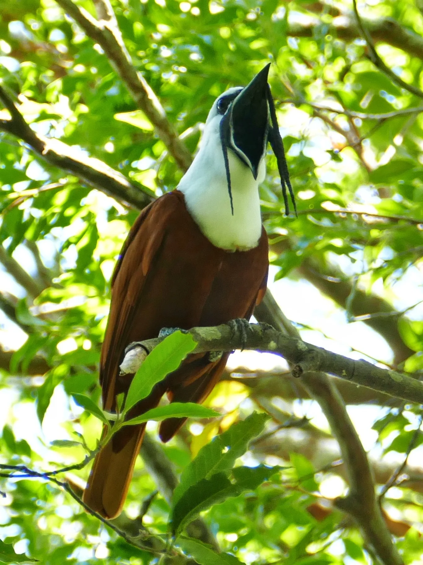 Araponga tricaronculé : l’oiseau à la cloche sonore et aux drôles de caroncules araponga tricaroncule loiseau a la cloche sonore et aux droles de caroncules 4 araponga-tricaroncule-loiseau-a-la-cloche-sonore-et-aux-droles-de-caroncules-4
