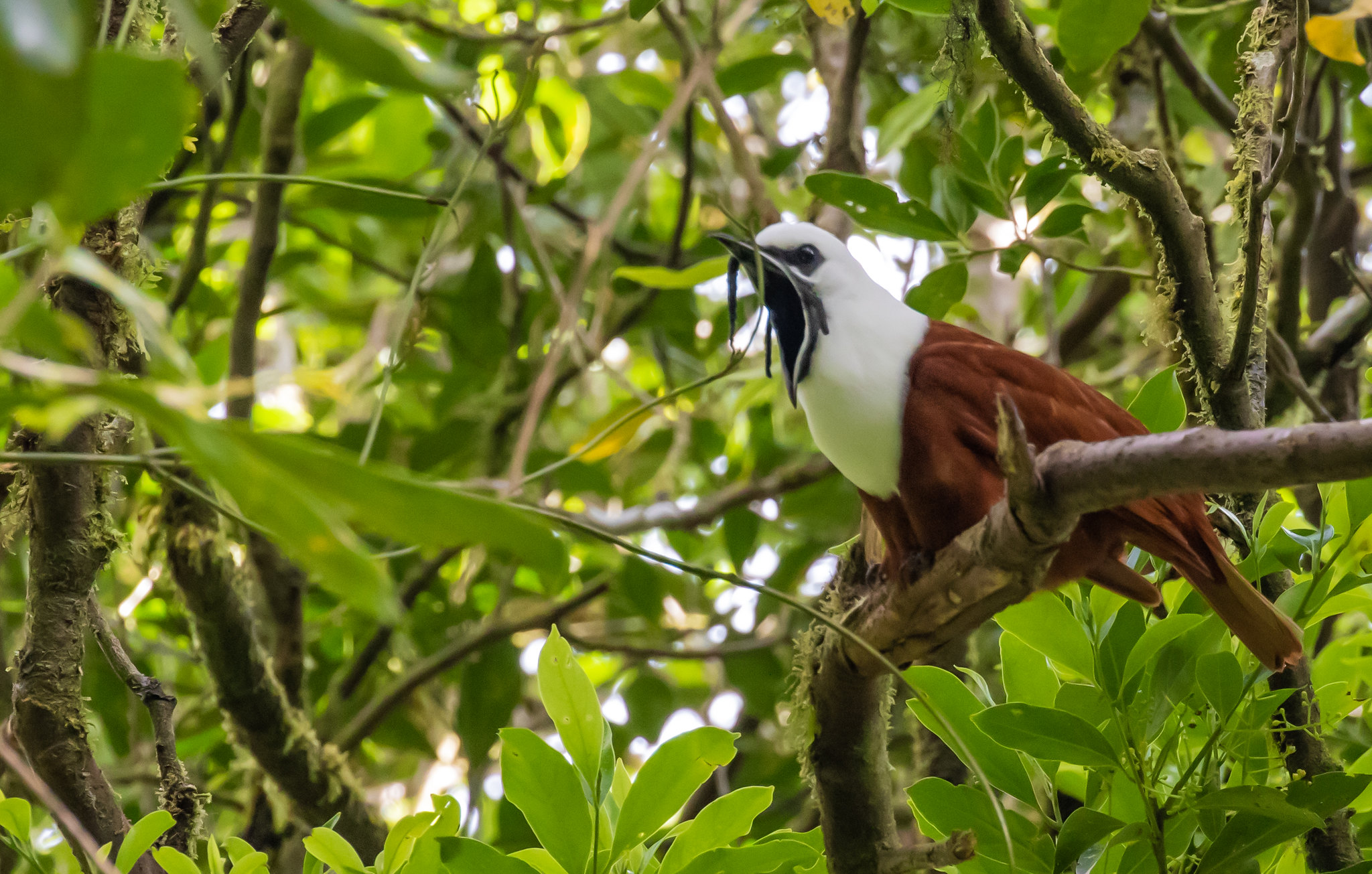 Araponga tricaronculé : l’oiseau à la cloche sonore et aux drôles de caroncules araponga tricaroncule loiseau a la cloche sonore et aux droles de caroncules 5 araponga-tricaroncule-loiseau-a-la-cloche-sonore-et-aux-droles-de-caroncules-5