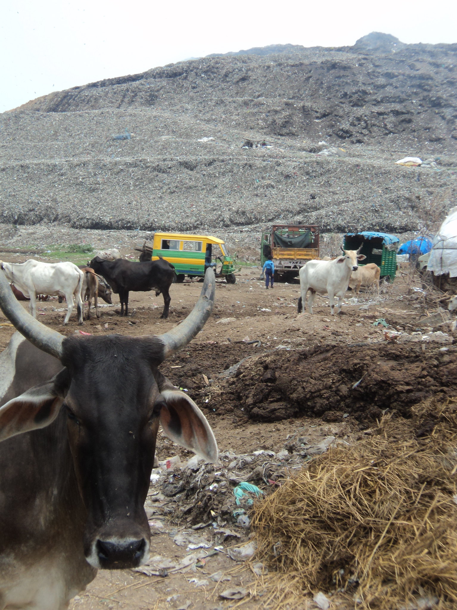 Ghazipur, la montagne d’ordures qui dépasse le Taj Mahal ghazipur la montagne dordures qui depasse le taj mahal 1 ghazipur-la-montagne-dordures-qui-depasse-le-taj-mahal-1
