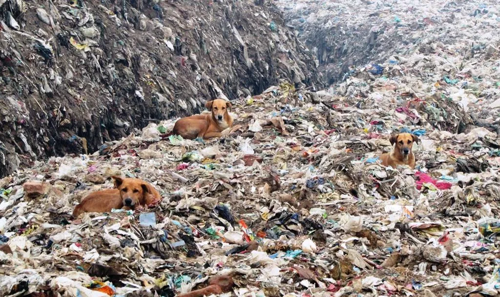 Ghazipur, la montagne d’ordures qui dépasse le Taj Mahal ghazipur la montagne dordures qui depasse le taj mahal 2 ghazipur-la-montagne-dordures-qui-depasse-le-taj-mahal-2