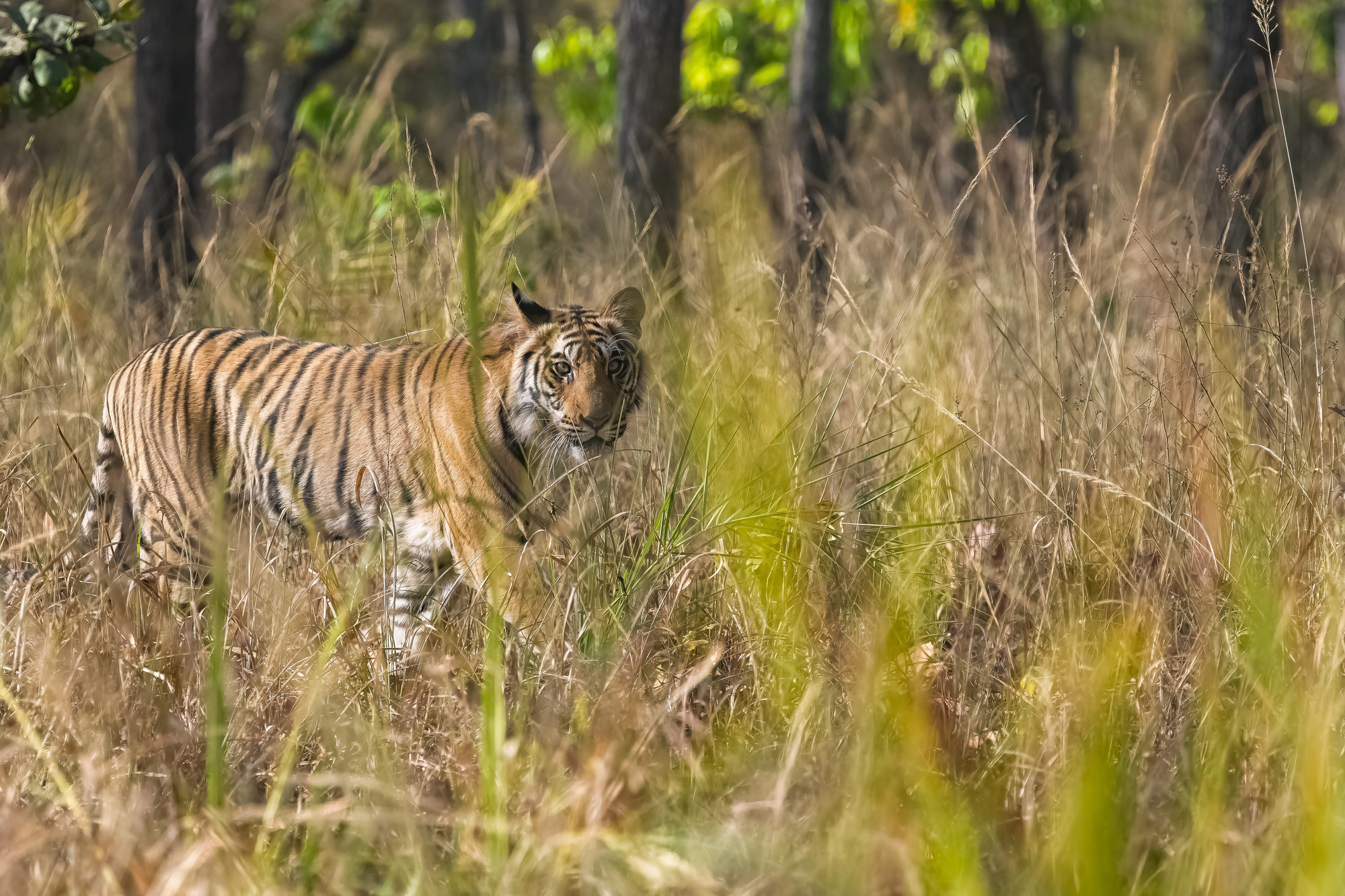Grâce à la conservation, la population de tigres en Inde a doublé grace a la conservation la population de tigre en inde a double 2 grace-a-la-conservation-la-population-de-tigre-en-inde-a-double-2