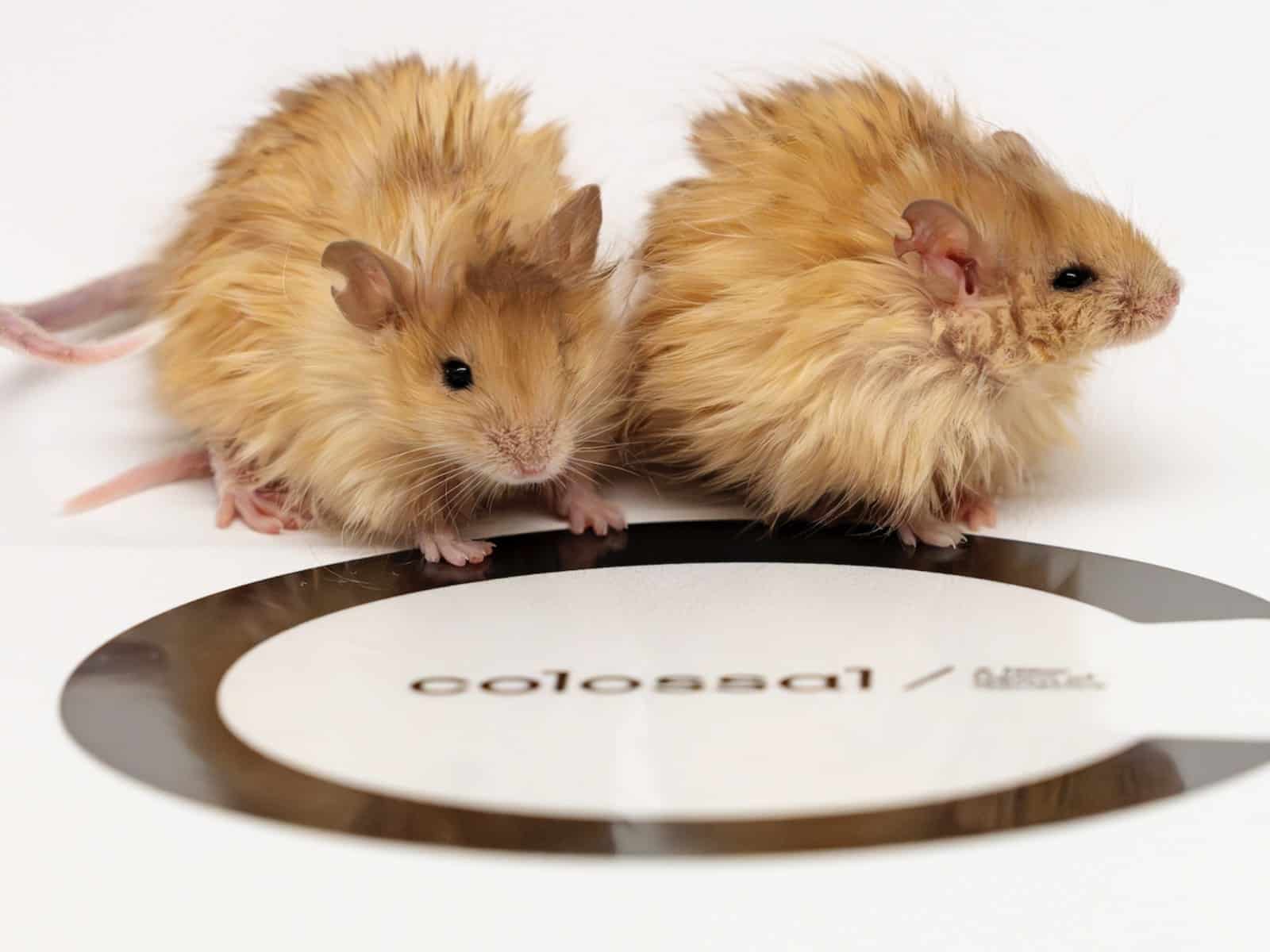 La souris laineuse : un pas de plus vers la résurrection du mammouth la souris laineuse un pas de plus vers la resurrection du mammouth 1 la-souris-laineuse-un-pas-de-plus-vers-la-resurrection-du-mammouth-1