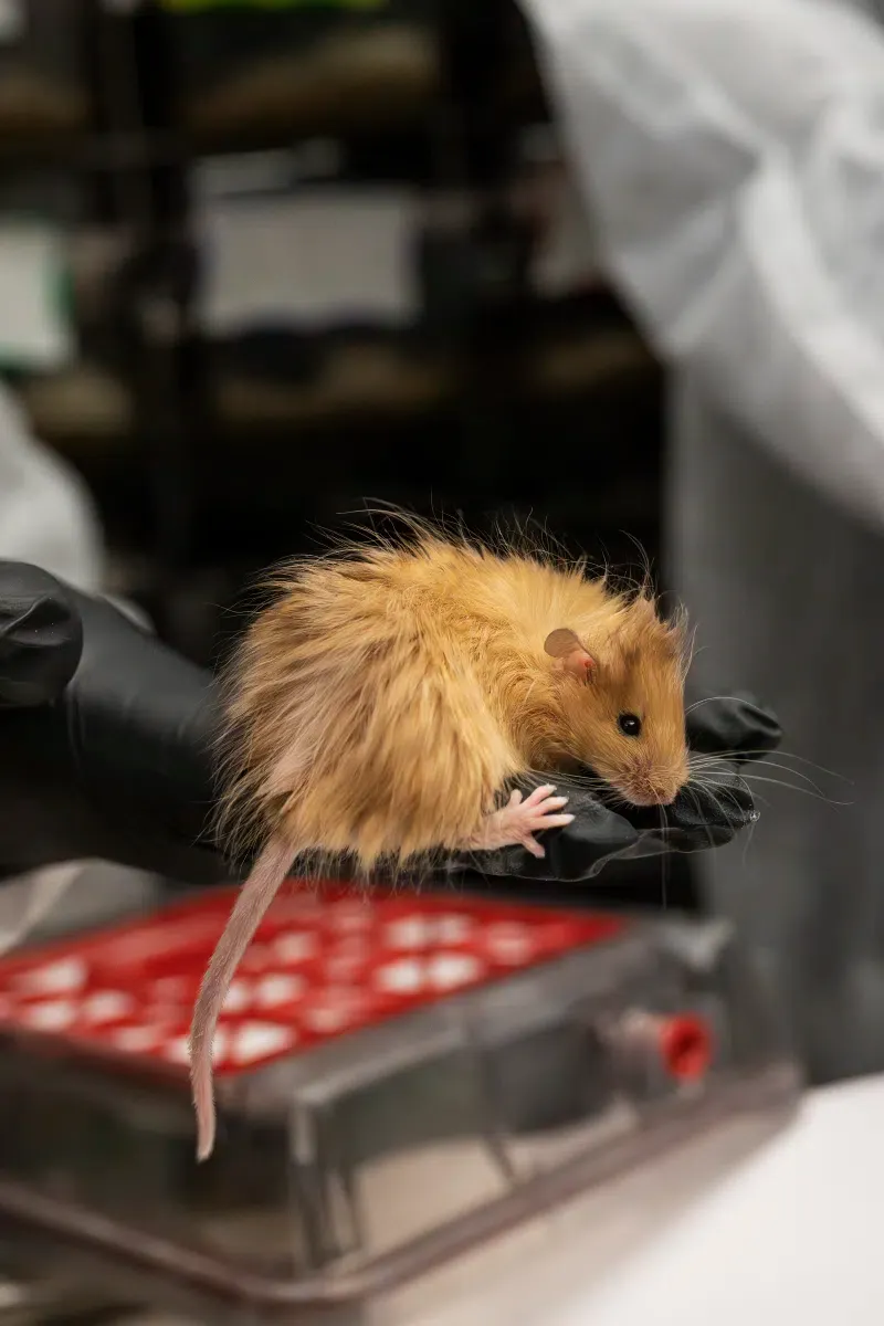 La souris laineuse : un pas de plus vers la résurrection du mammouth la souris laineuse un pas de plus vers la resurrection du mammouth 3 la-souris-laineuse-un-pas-de-plus-vers-la-resurrection-du-mammouth-3