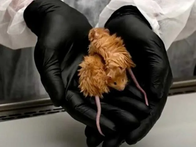 La souris laineuse : un pas de plus vers la résurrection du mammouth la souris laineuse un pas de plus vers la resurrection du mammouth 4 la-souris-laineuse-un-pas-de-plus-vers-la-resurrection-du-mammouth-4