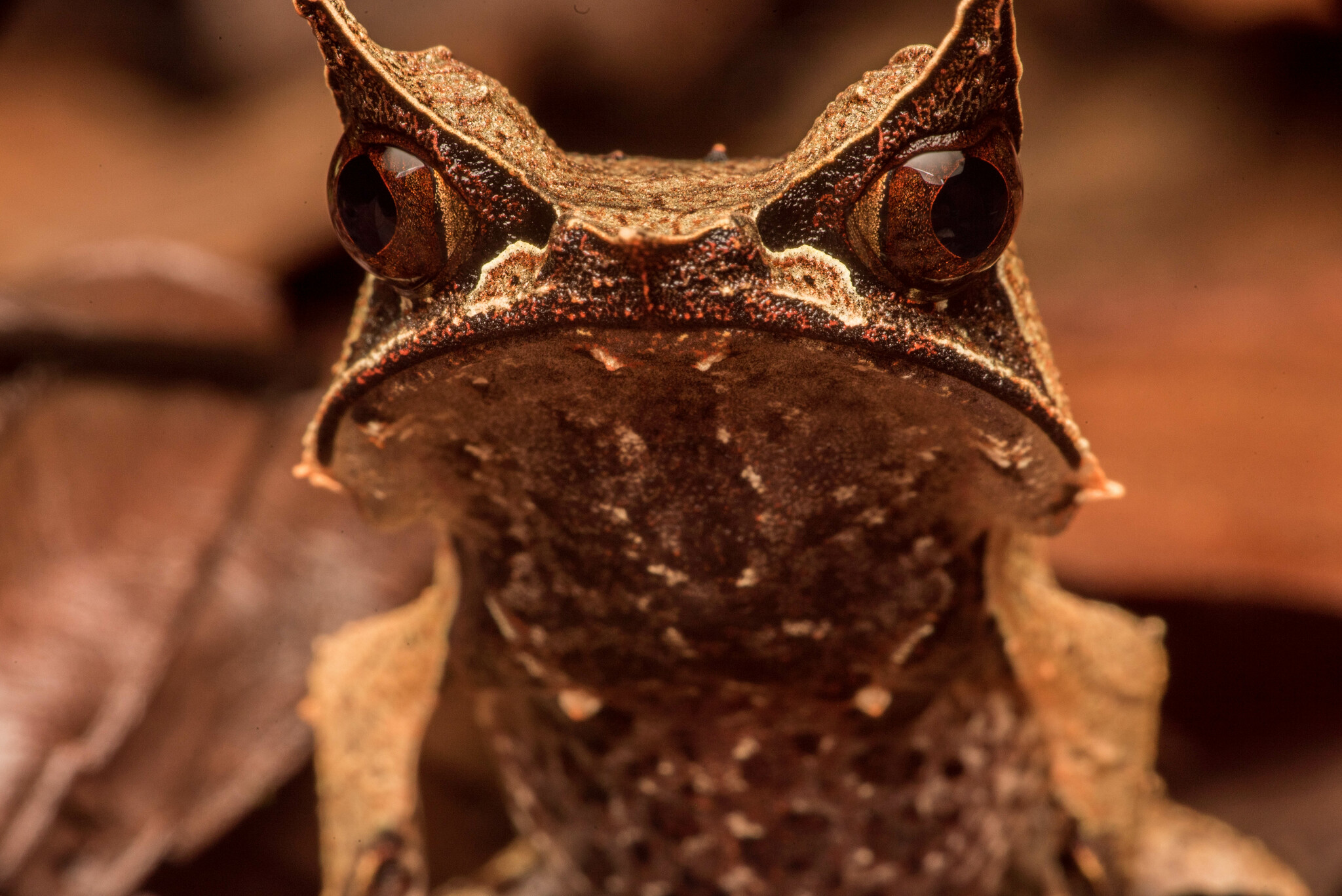 Pelobatrachus nasutus, la grenouille cornue experte en camouflage pelobatrachus nasutus la grenouille cornue experte en camouflage 1 pelobatrachus-nasutus-la-grenouille-cornue-experte-en-camouflage-1