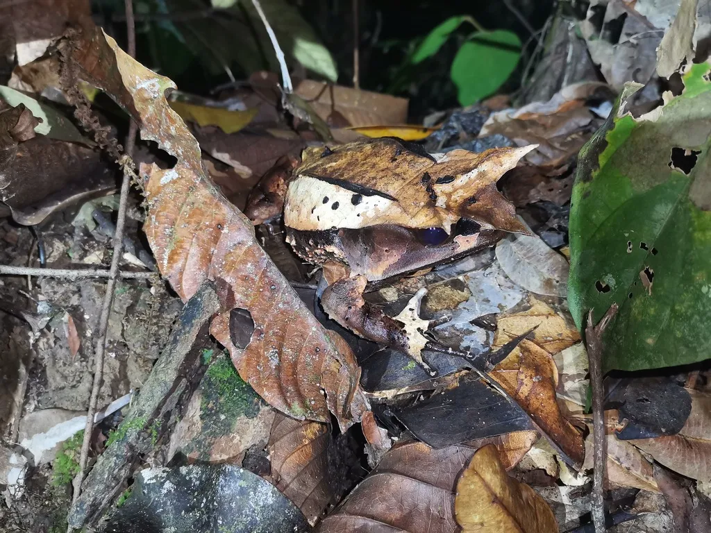 Pelobatrachus nasutus, la grenouille cornue experte en camouflage pelobatrachus nasutus la grenouille cornue experte en camouflage 2 pelobatrachus-nasutus-la-grenouille-cornue-experte-en-camouflage-2