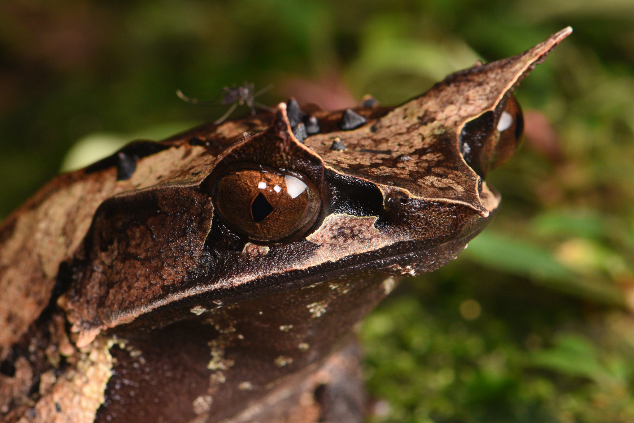 Pelobatrachus nasutus, la grenouille cornue experte en camouflage pelobatrachus nasutus la grenouille cornue experte en camouflage 3 pelobatrachus-nasutus-la-grenouille-cornue-experte-en-camouflage-3