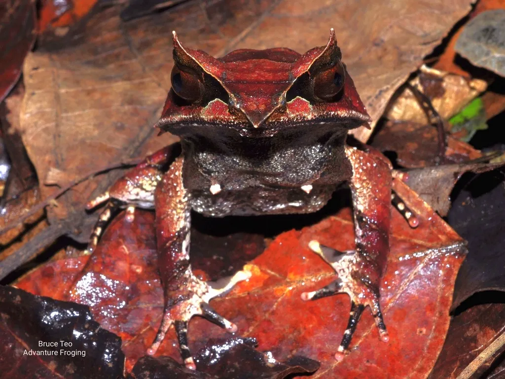 Pelobatrachus nasutus, la grenouille cornue experte en camouflage pelobatrachus nasutus la grenouille cornue experte en camouflage 3 pelobatrachus-nasutus-la-grenouille-cornue-experte-en-camouflage-3