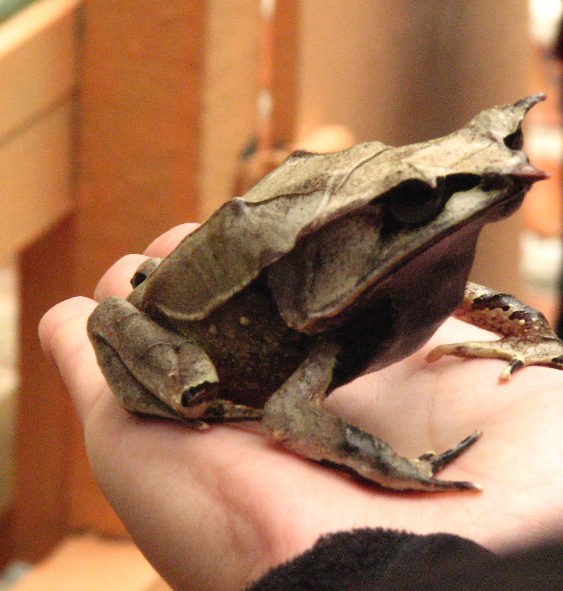 Pelobatrachus nasutus, la grenouille cornue experte en camouflage pelobatrachus nasutus la grenouille cornue experte en camouflage 4 pelobatrachus-nasutus-la-grenouille-cornue-experte-en-camouflage-4