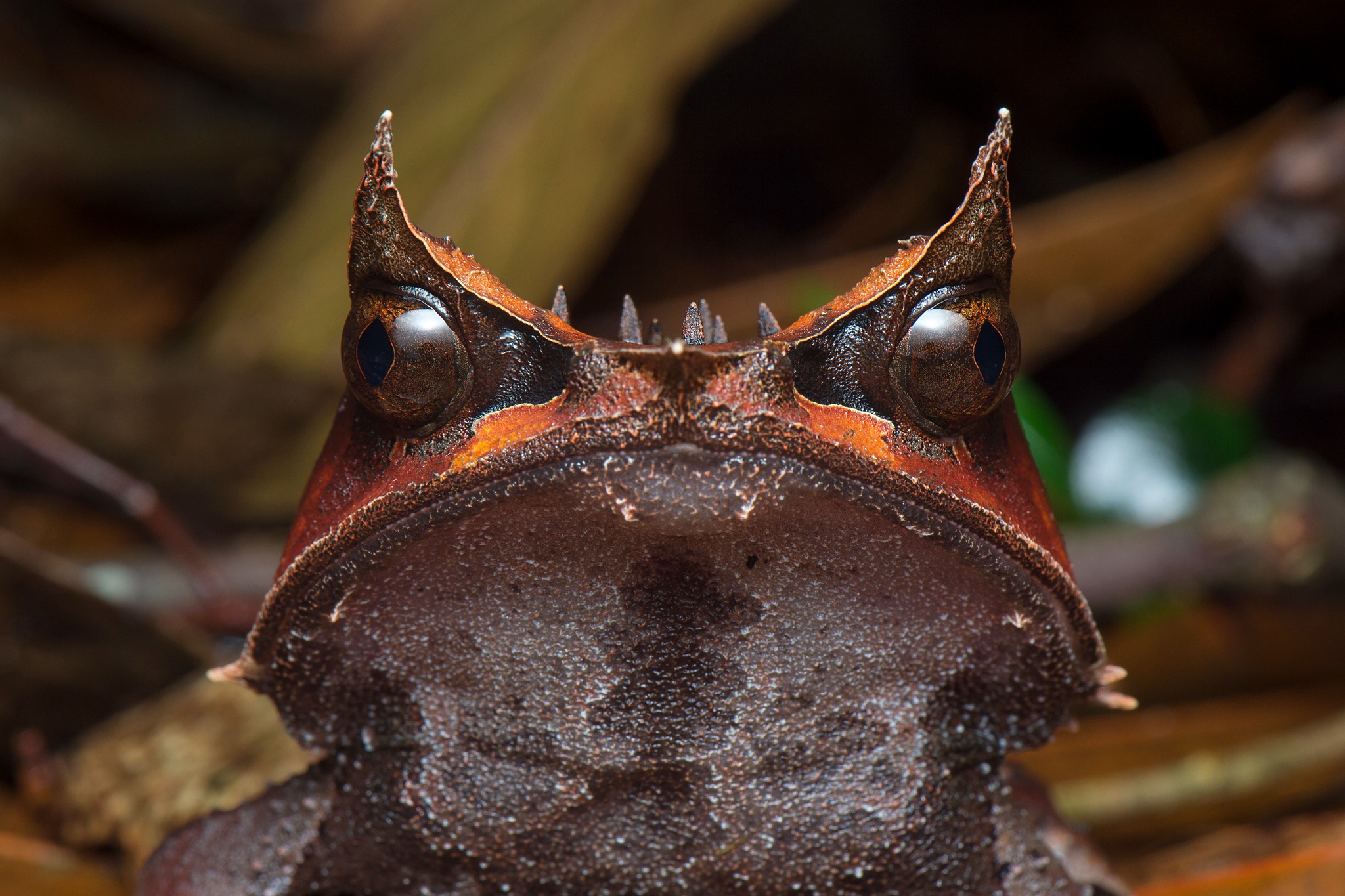 Pelobatrachus nasutus, la grenouille cornue experte en camouflage pelobatrachus nasutus la grenouille cornue experte en camouflage 6 pelobatrachus-nasutus-la-grenouille-cornue-experte-en-camouflage-6