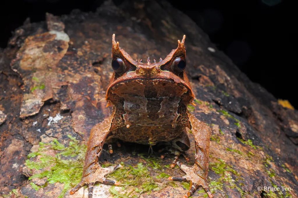 Pelobatrachus nasutus, la grenouille cornue experte en camouflage pelobatrachus nasutus la grenouille cornue experte en camouflage 7 pelobatrachus-nasutus-la-grenouille-cornue-experte-en-camouflage-7