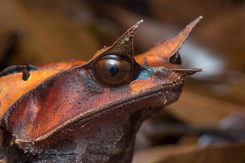 Pelobatrachus nasutus, la grenouille cornue experte en camouflage pelobatrachus nasutus la grenouille cornue experte en camouflage 8 pelobatrachus-nasutus-la-grenouille-cornue-experte-en-camouflage-8