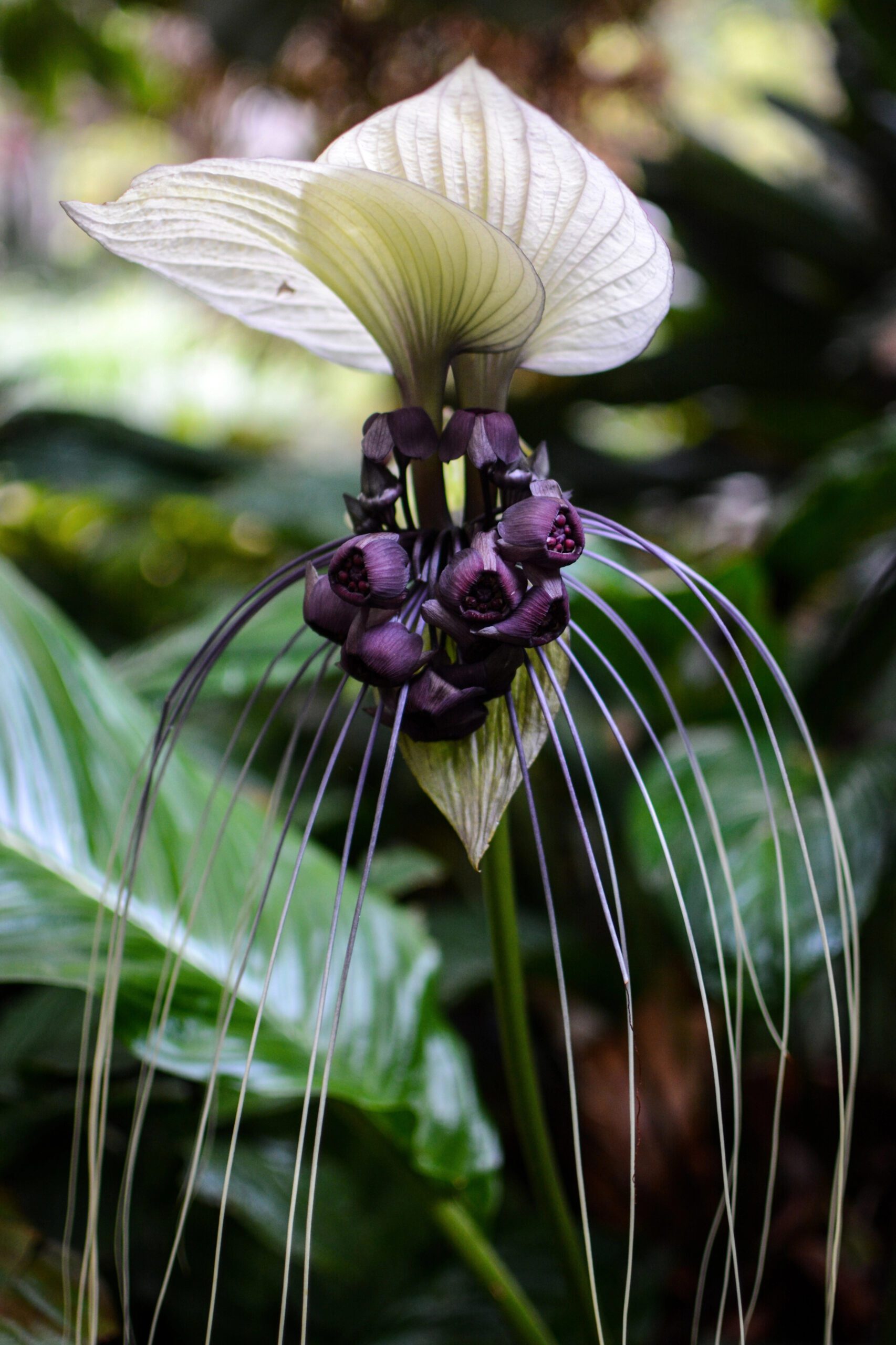 Tacca integrifolia : la fleur chauve-souris blanche tacca integrifolia la fleur chauve souris blanche 1 scaled tacca-integrifolia-la-fleur-chauve-souris-blanche-1