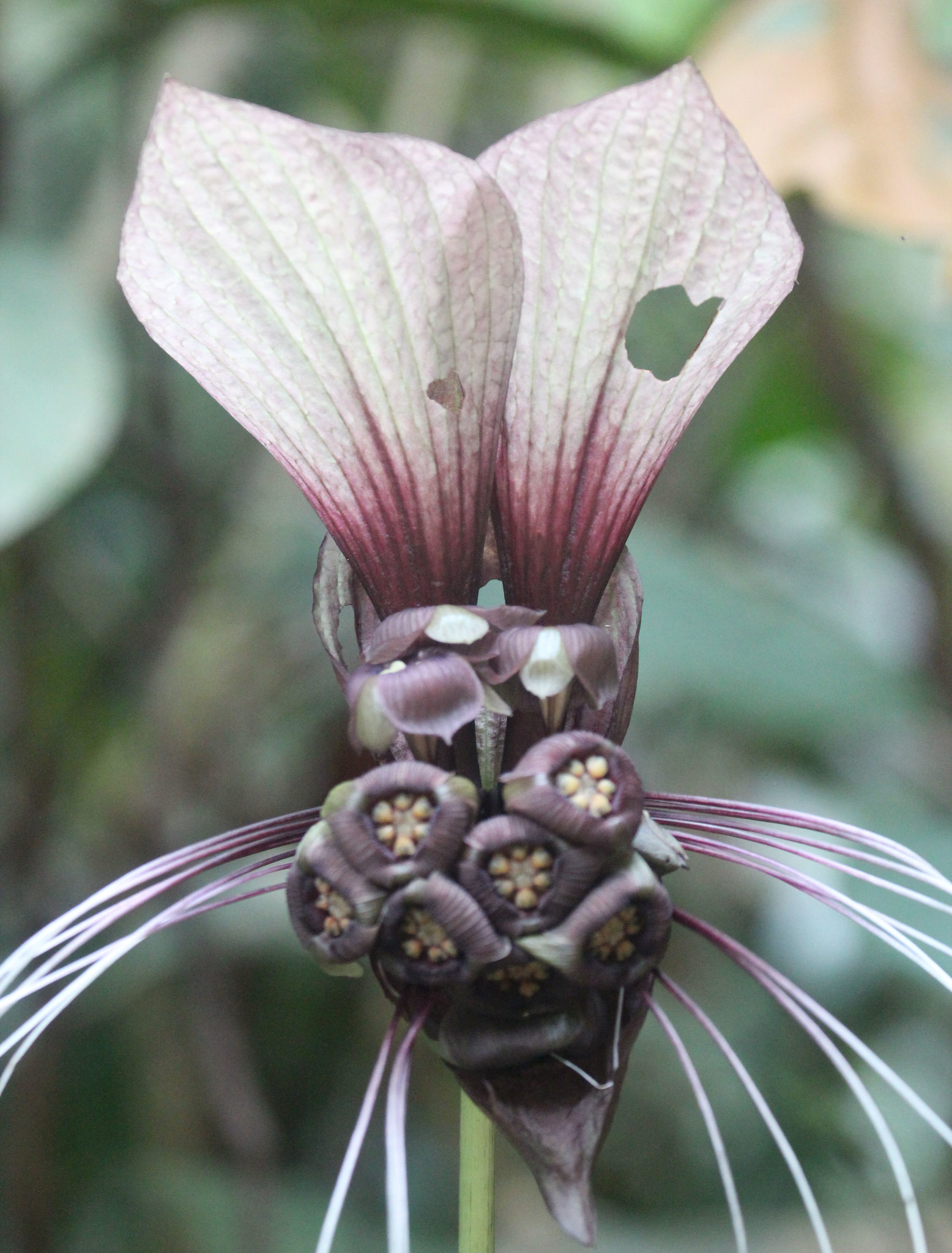 Tacca integrifolia : la fleur chauve-souris blanche tacca integrifolia la fleur chauve souris blanche 3 tacca-integrifolia-la-fleur-chauve-souris-blanche-3