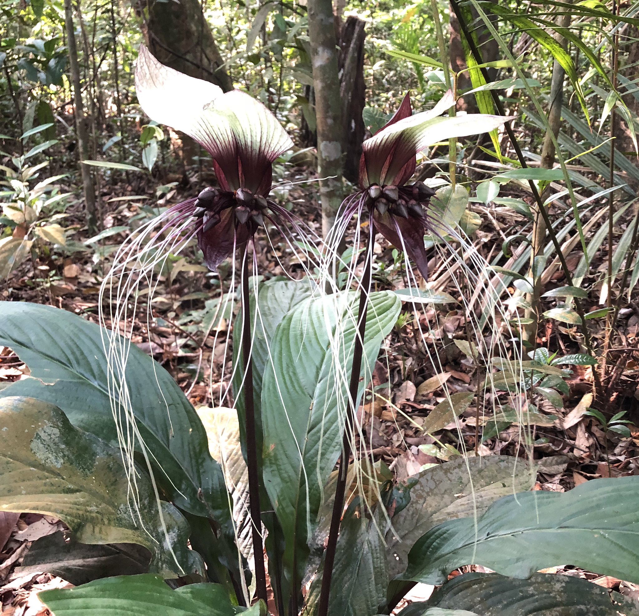 Tacca integrifolia : la fleur chauve-souris blanche tacca integrifolia la fleur chauve souris blanche 4 tacca-integrifolia-la-fleur-chauve-souris-blanche-4