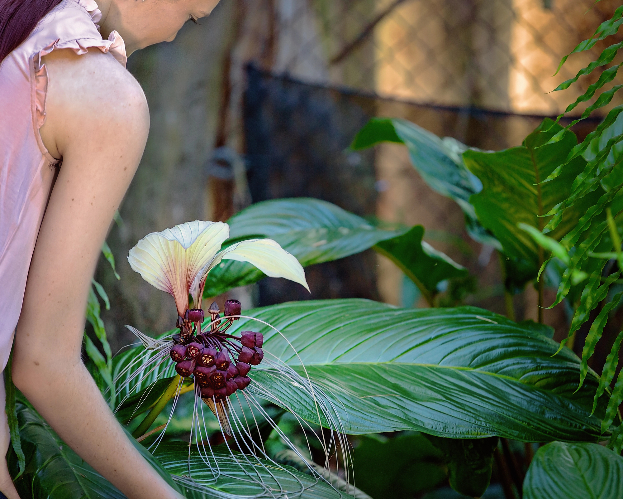 Tacca integrifolia : la fleur chauve-souris blanche tacca integrifolia la fleur chauve souris blanche 5 tacca-integrifolia-la-fleur-chauve-souris-blanche-5