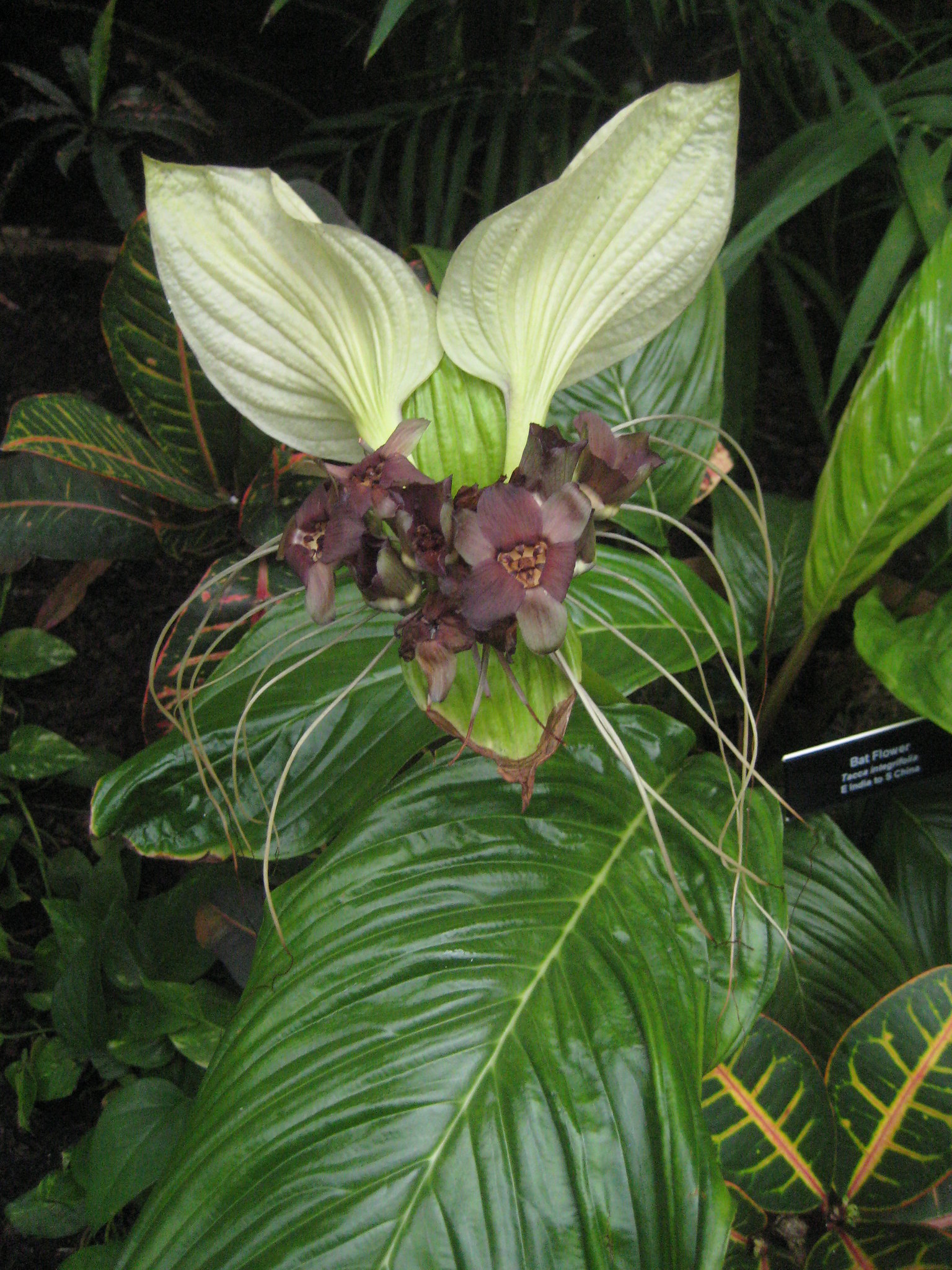 Tacca integrifolia : la fleur chauve-souris blanche tacca integrifolia la fleur chauve souris blanche 6 tacca-integrifolia-la-fleur-chauve-souris-blanche-6