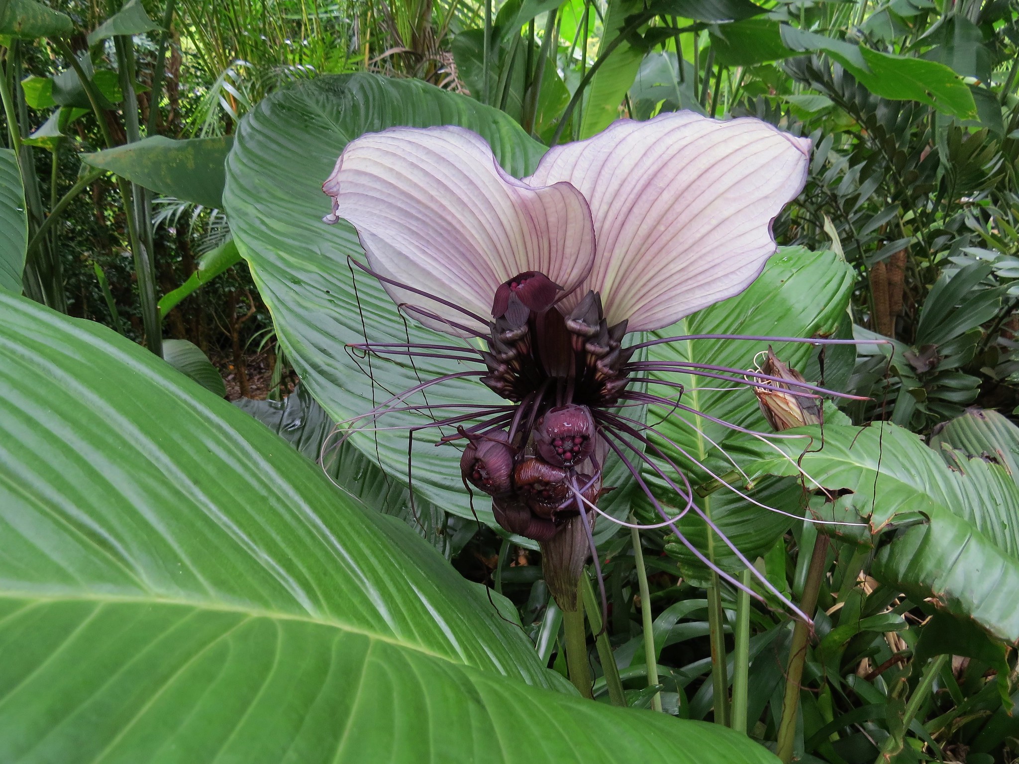 Tacca integrifolia : la fleur chauve-souris blanche tacca integrifolia la fleur chauve souris blanche 7 tacca-integrifolia-la-fleur-chauve-souris-blanche-7