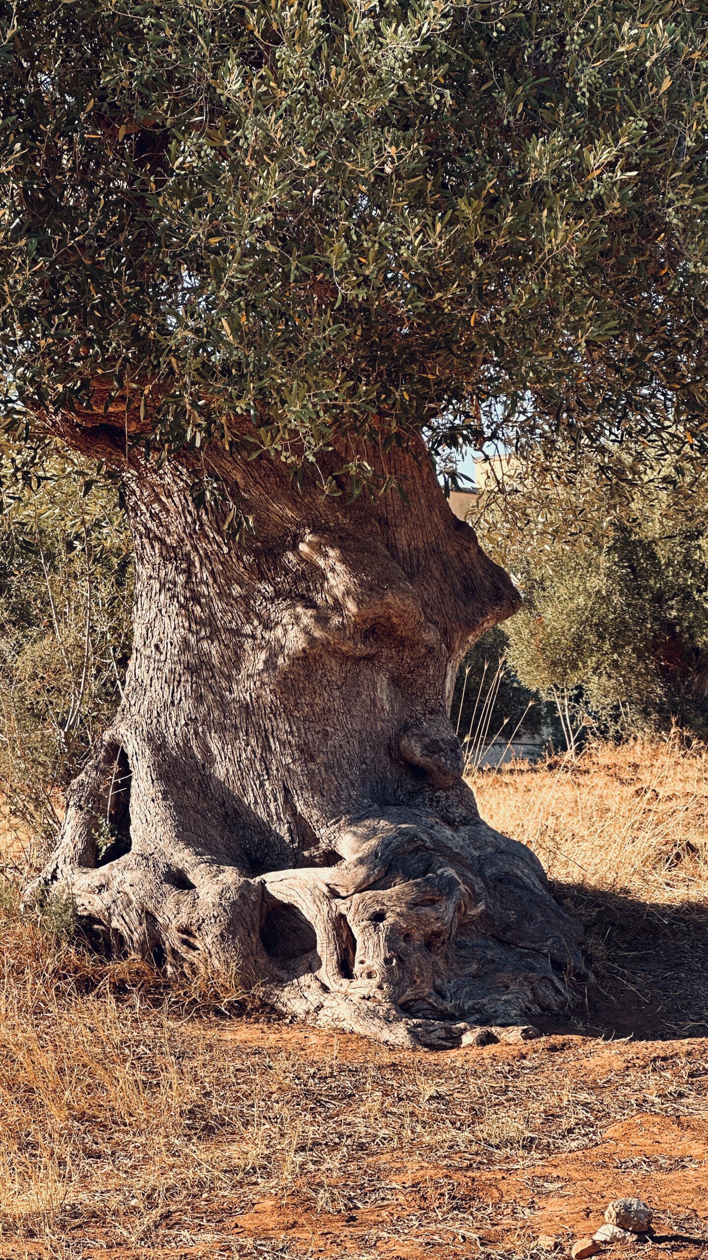 Ulivo Pensante, le célèbre olivier pensant de Ginosa ulivo pensante le celebre olivier pensant de ginosa 1 scaled ulivo-pensante-le-celebre-olivier-pensant-de-ginosa-1