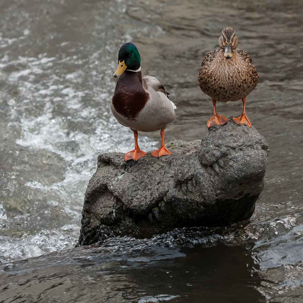 Un crocodile dans un canal de Freiburg un crocodile dans un canal de freiburg 3 un-crocodile-dans-un-canal-de-freiburg-3