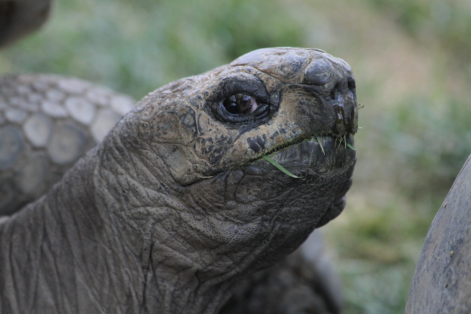À 97 ans, une tortue géante des Galápagos devient maman pour la première fois ! a 97 ans une tortue geante des galapagos devient maman pour la premiere fois 1 a-97-ans-une-tortue-geante-des-galapagos-devient-maman-pour-la-premiere-fois-1
