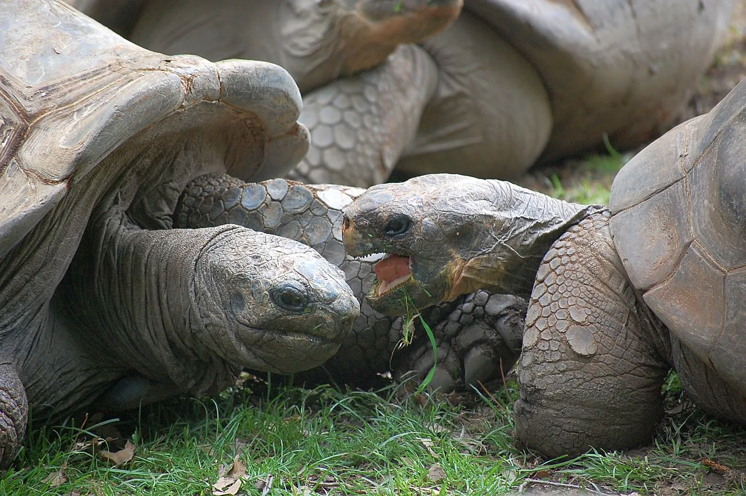 À 97 ans, une tortue géante des Galápagos devient maman pour la première fois ! a 97 ans une tortue geante des galapagos devient maman pour la premiere fois 2 a-97-ans-une-tortue-geante-des-galapagos-devient-maman-pour-la-premiere-fois-2